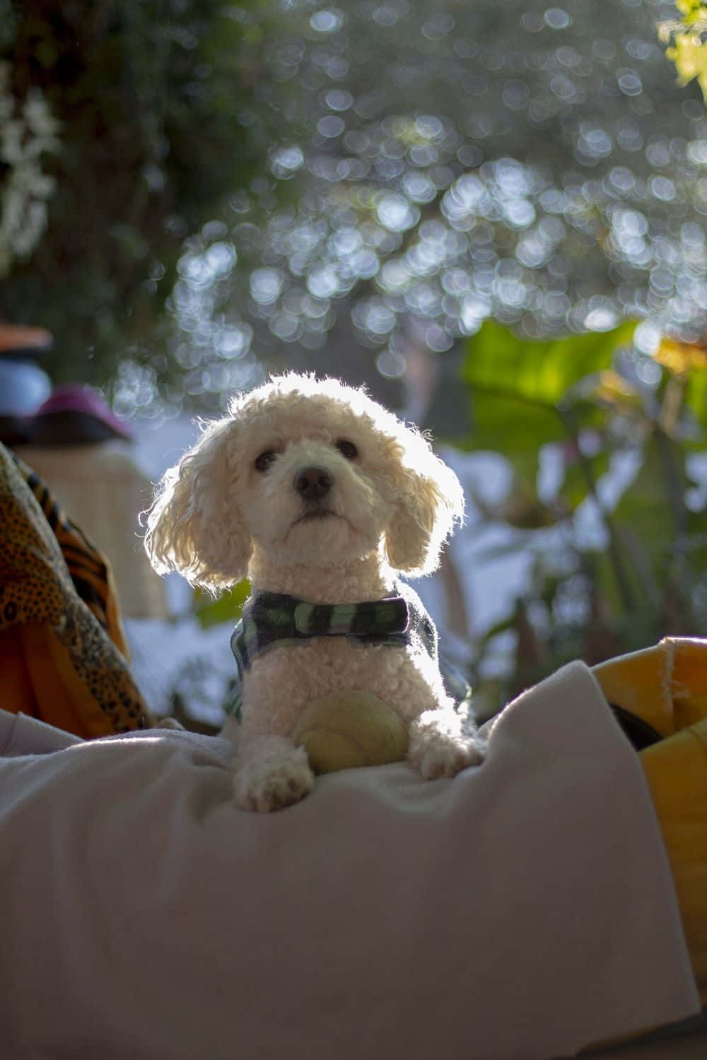 Goldendoodle 桌布 壁紙 — 一隻毛茸茸的白色小狗戴著綠色格子蝴蝶結，專注地坐在戶外的墊子上，身後是陽光照射的散景樹葉。