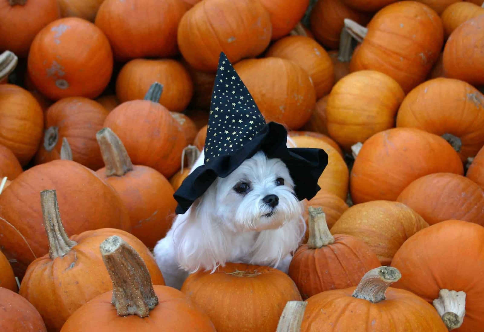 Halloween Pet Costumes 桌布 壁紙 — 一隻毛茸茸的白色小狗戴著黑色巫婆帽，坐在一片鮮豔的橙色南瓜海中。