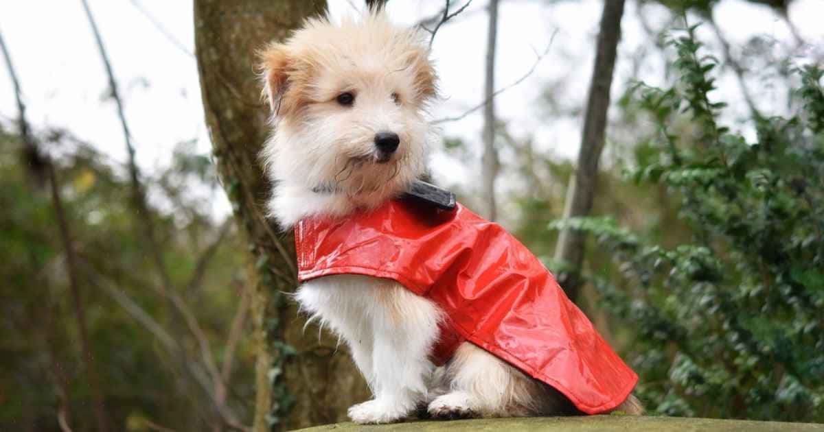Red Coat 桌布 壁紙 — 一隻毛茸茸的白色小狗穿著鮮紅色雨衣，專注地坐在樹林區一塊長滿苔蘚的石頭上。