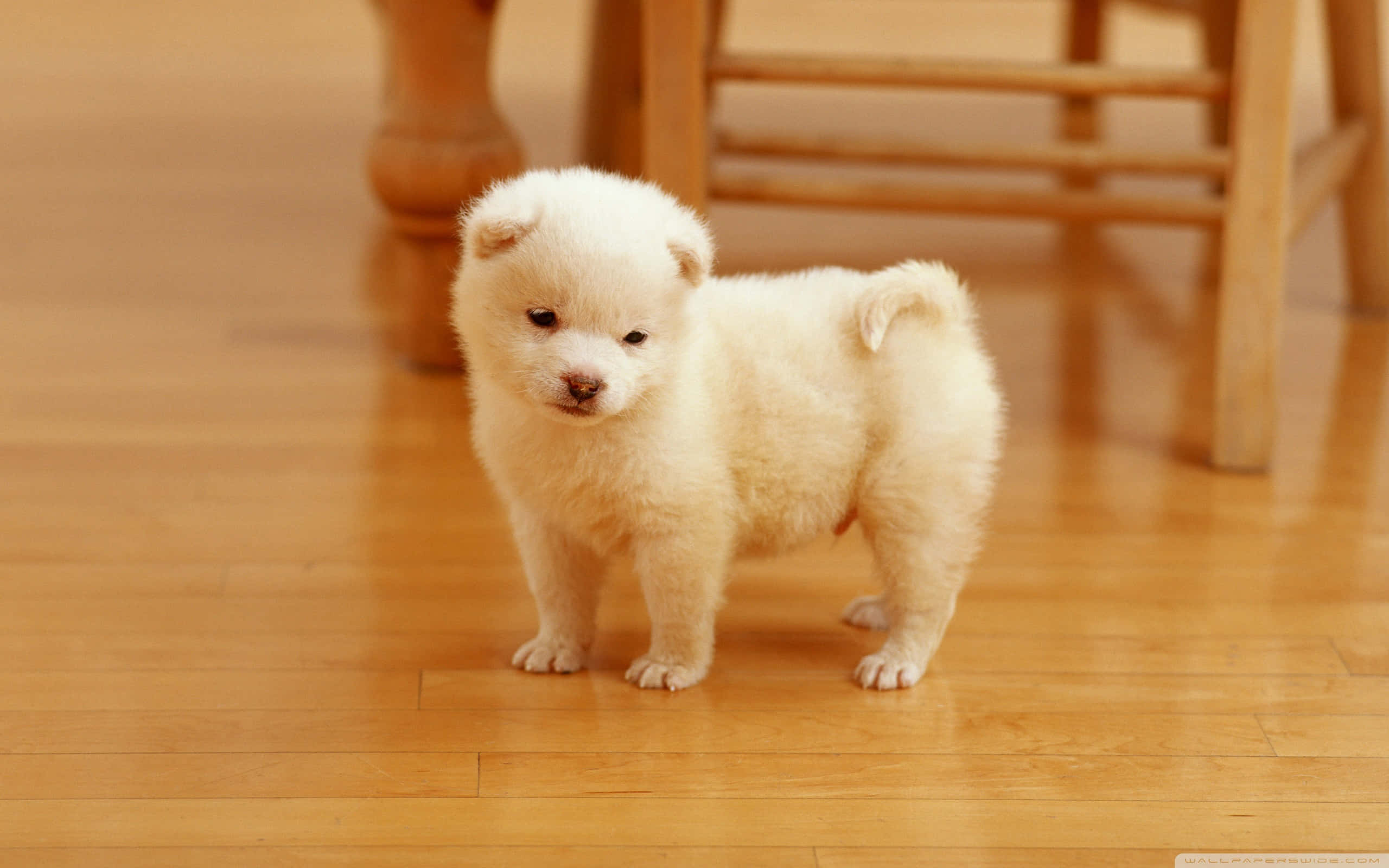 Fluffy Puppy 桌布 壁紙 — 一隻毛茸茸的白色小狗站在溫暖的木地板上，好奇地看著相機，柔和的金色燈光。