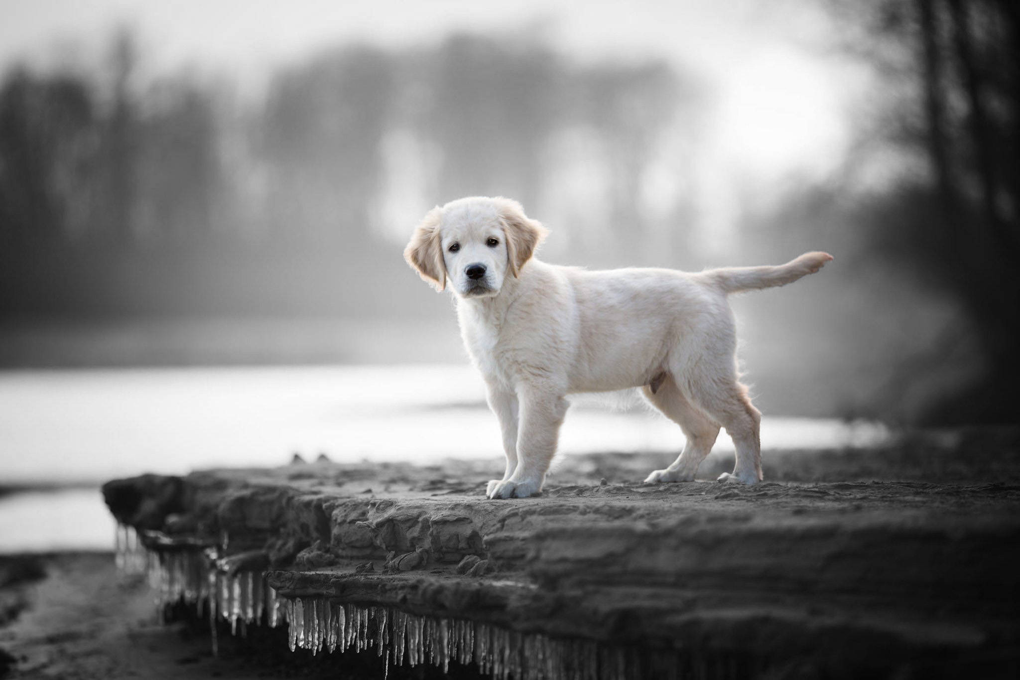 Labrador 桌布 壁紙 — 一隻毛茸茸的白色小狗警覺地站在結霜的石崖上，旁邊是一條平靜的河流，在柔和的冬日陽光下。