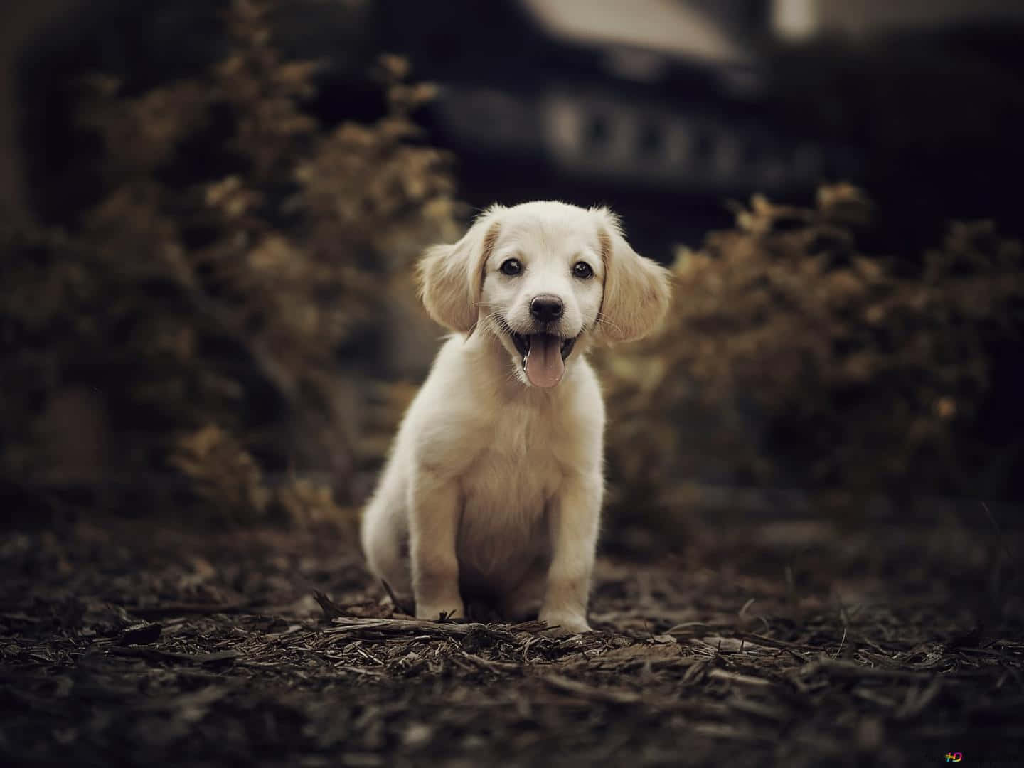 黃金獵犬 桌布 壁紙 — 一隻毛茸茸的白色小狗開心地坐在覆蓋物上，伸出舌頭，背景是模糊的秋季灌木叢。