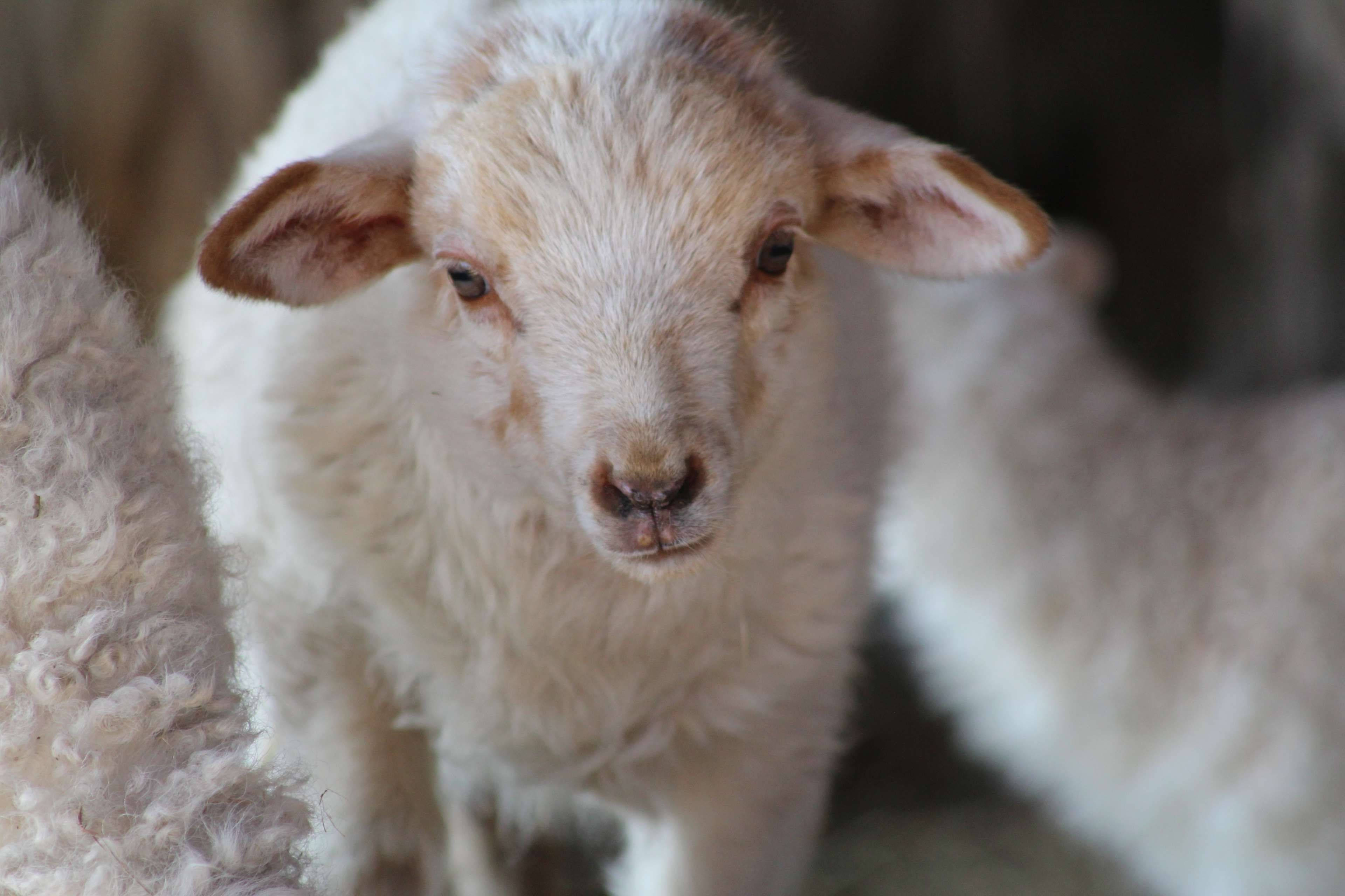 Farm Animal 桌布 壁紙 — 一隻毛茸茸的白色小羊，用柔軟的羊毛和溫柔的眼神好奇地凝視著相機的特寫。