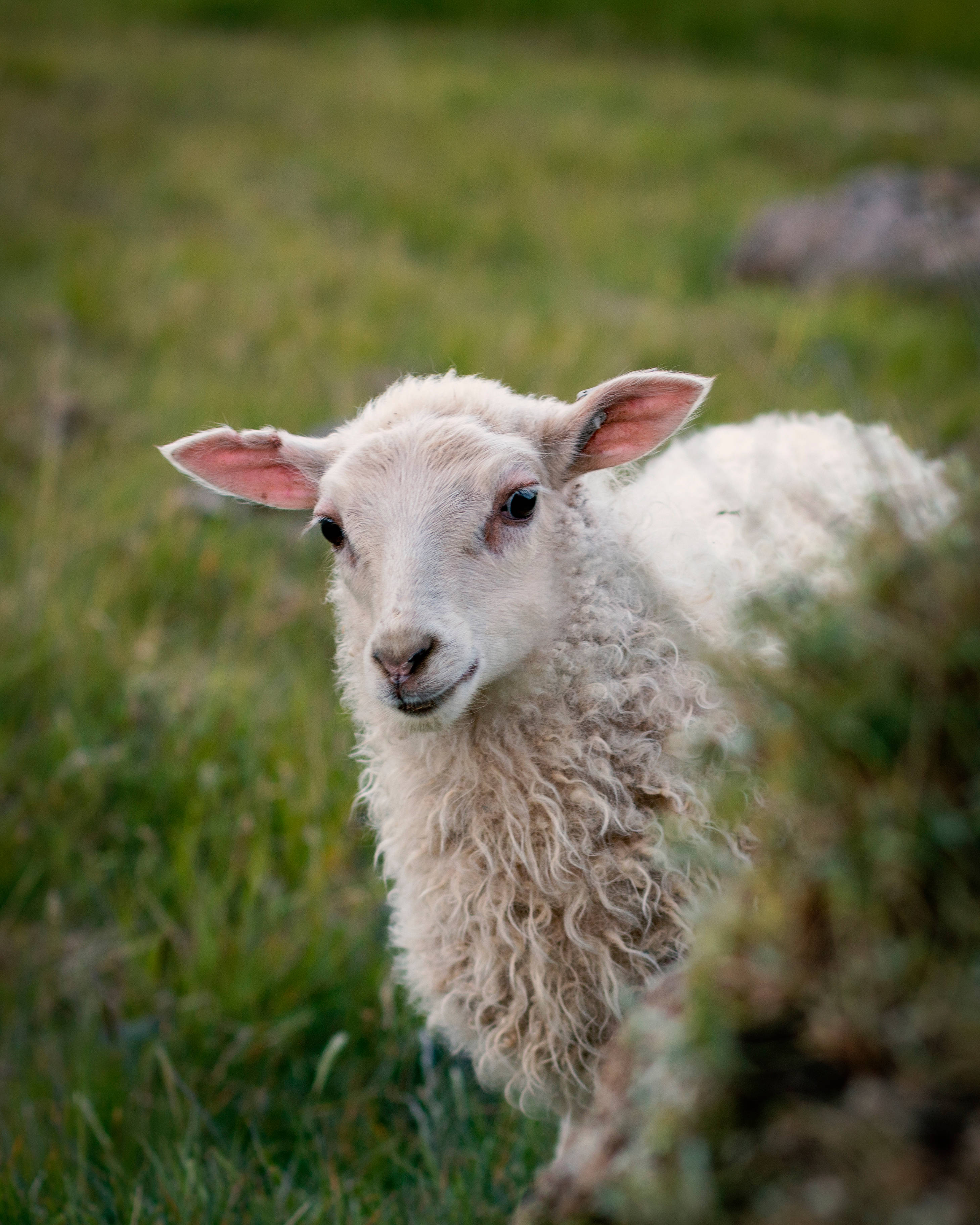 Sheep 桌布 壁紙 — 一隻毛茸茸的白色小羊，粉紅色的耳朵，在田園草地上從綠草後面好奇地張望。