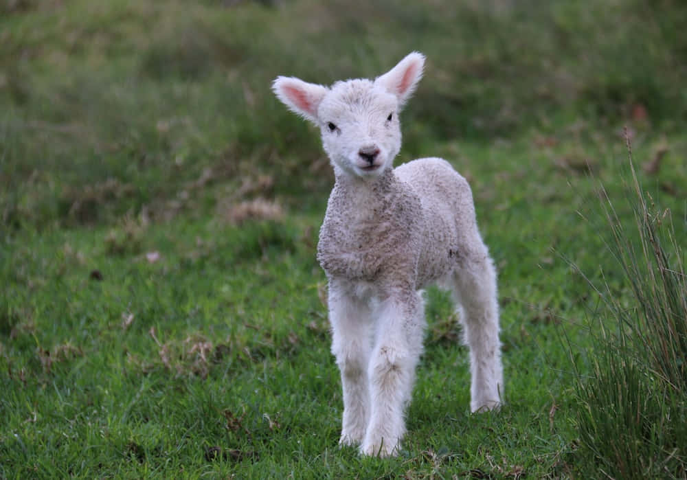 Sheep 桌布 壁紙 — 一隻毛茸茸的白色小羊在充滿活力的綠色草地上警覺地站著，光線柔和自然。