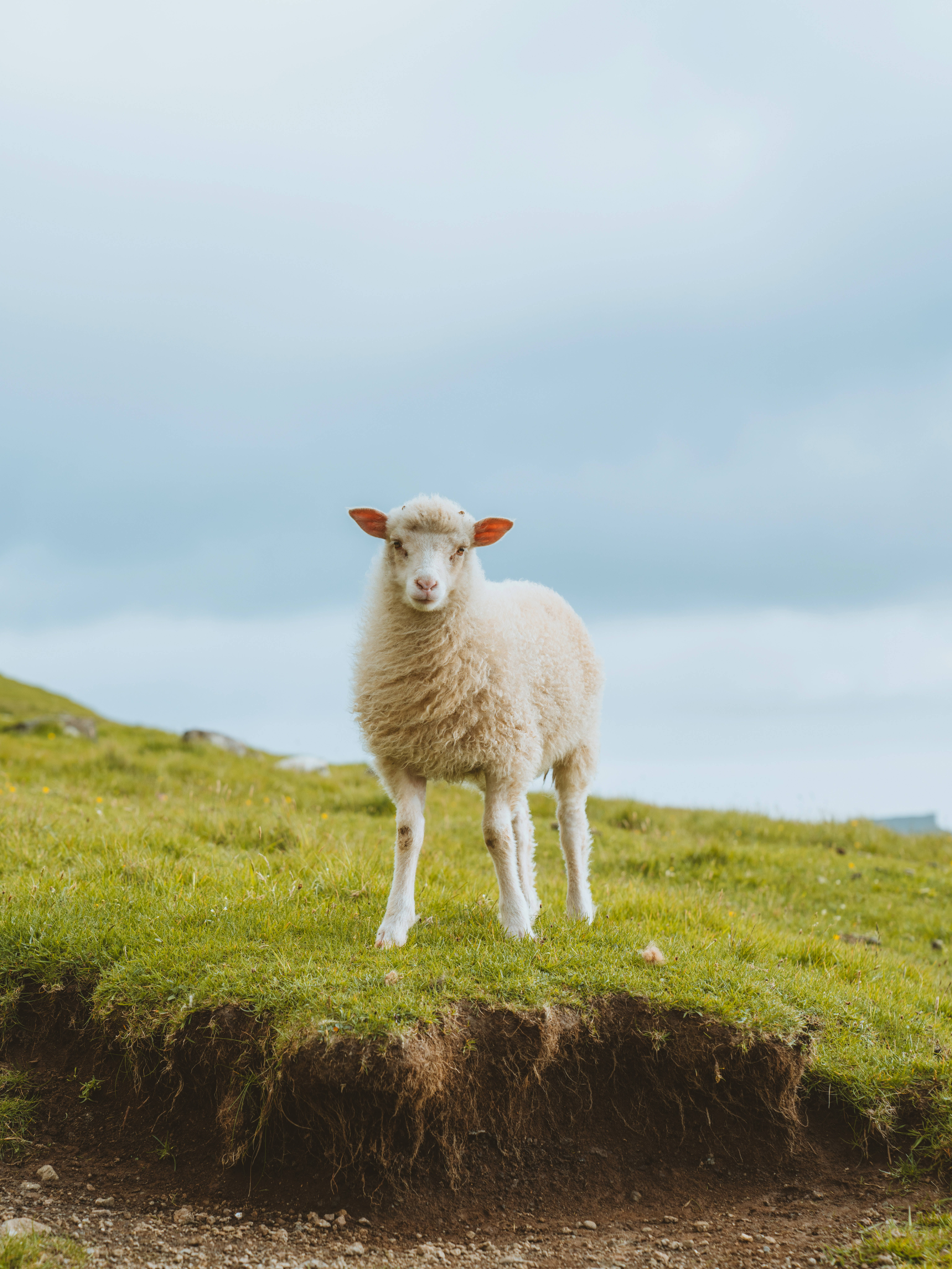 Sheep 桌布 壁紙 — 一隻毛茸茸的白色小羊在柔和的陰天下警覺地站在長滿草的山丘上。