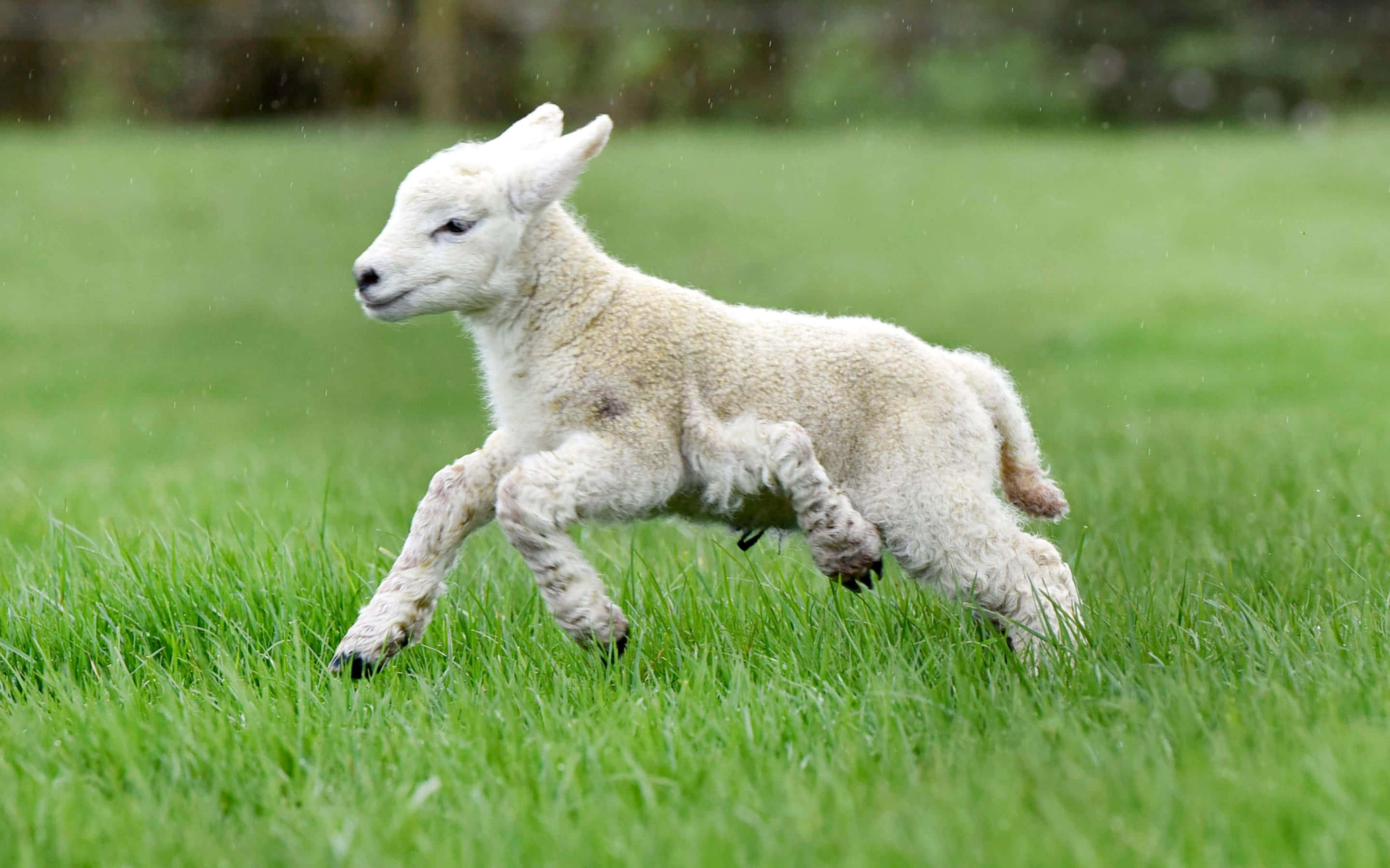 Lamb 桌布 壁紙 — 一隻毛茸茸的白色小羊在柔和的雨滴下，歡快地跳過充滿活力的綠草。