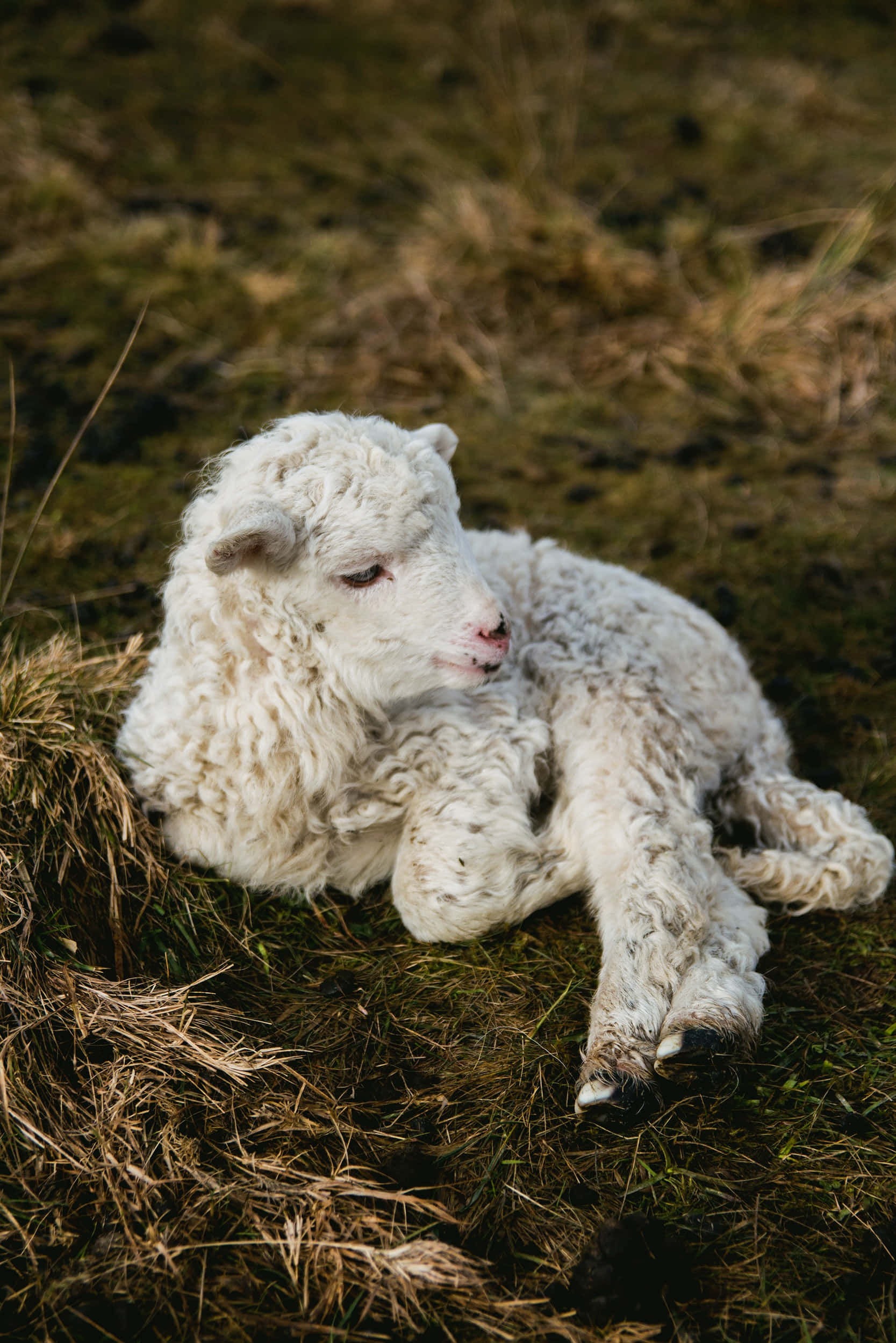 Lamb 桌布 壁紙 — 一隻毛茸茸的白色小羊在草地上安詳地休息，柔和自然光線。