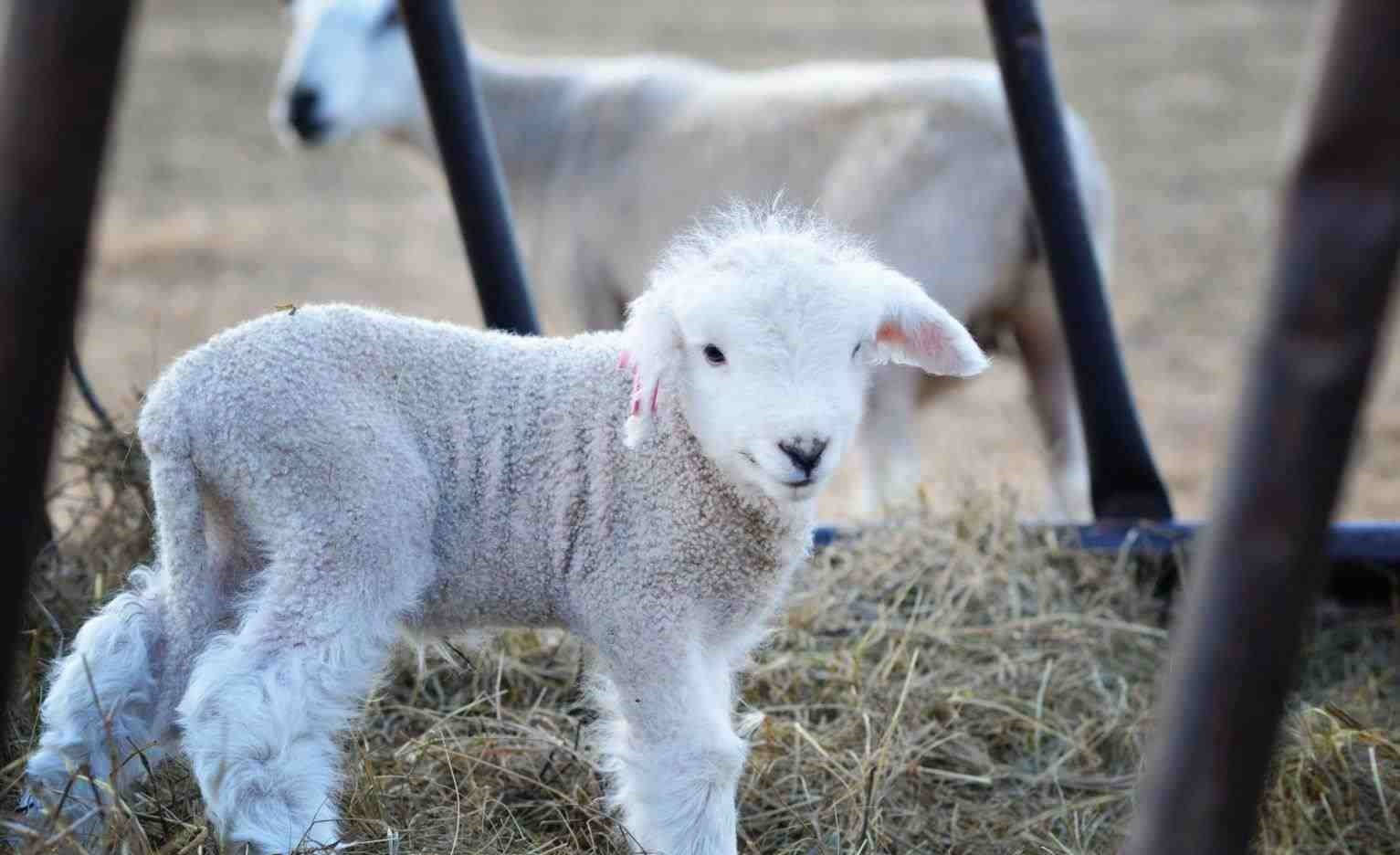 Lamb 桌布 壁紙 — 一隻毛茸茸的白色小羊好奇地站在木柵欄圍欄內的乾草上，背景有另一隻羊。