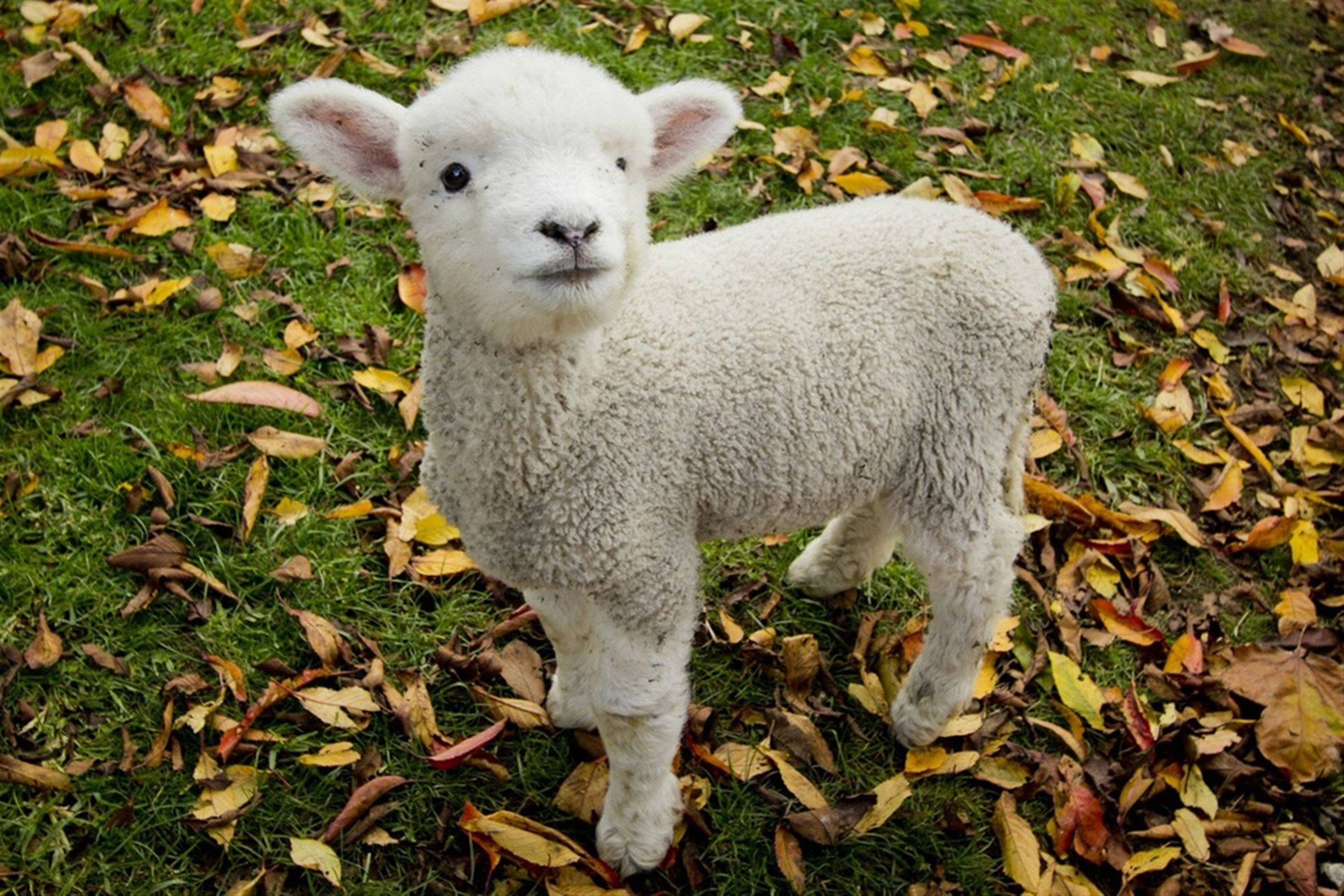 baby animal 桌布 壁紙 — 一隻毛茸茸的白色小羊站在散落著金色秋葉的草地上，直視鏡頭。