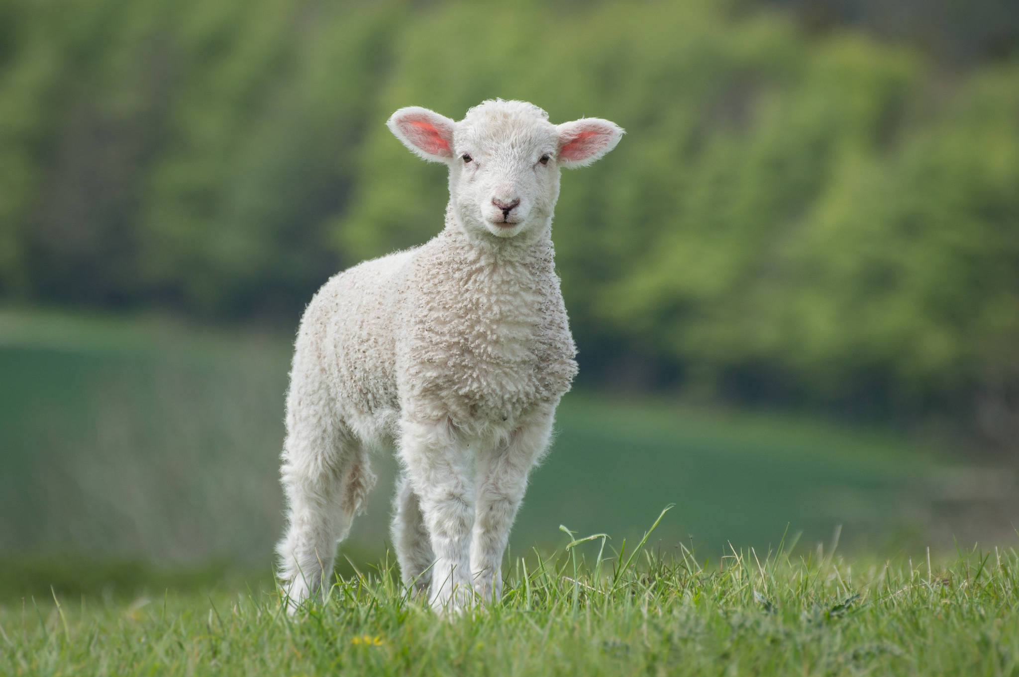 Sheep 桌布 壁紙 — 一隻毛茸茸的白色小羊警覺地站在充滿活力的綠色草地上，背景是柔和的樹木。