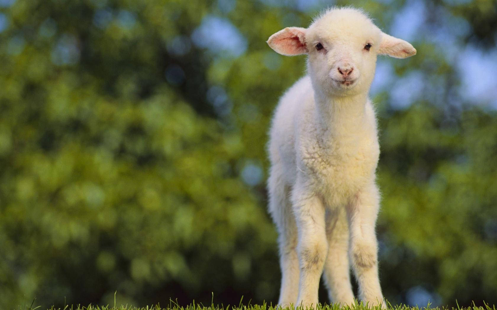 Lamb 桌布 壁紙 — 一隻毛茸茸的白色小羊警覺地站在綠色草地上，背景是模糊的樹木和藍天。