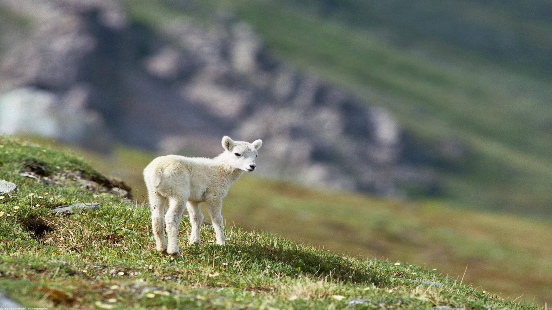 Lamb 桌布 壁紙 — 一隻毛茸茸的白色小羊警覺地站在陽光明媚的草地上，背景是模糊的岩石山脈。