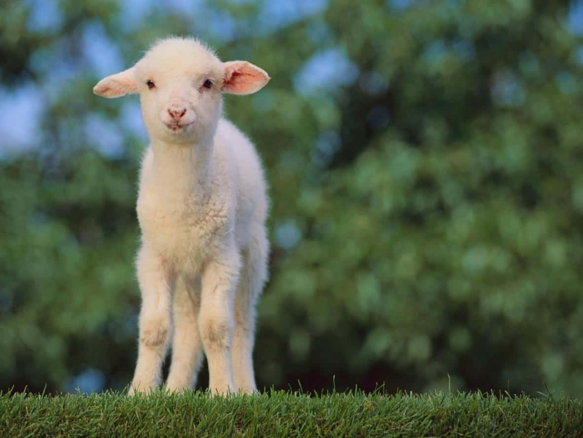 Sheep 桌布 壁紙 — 一隻毛茸茸的白色小羊警覺地站在鮮綠色的草地上，背景是柔焦的樹木和藍天。