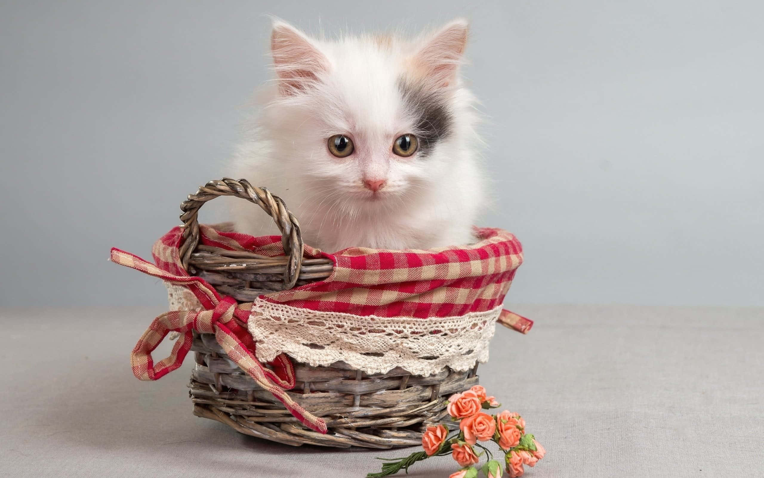 Kitten Cat 桌布 壁紙 — 一隻毛茸茸的白色小貓，帶有黑色斑點，從一個鋪著紅色格紋布和蕾絲的柳條籃子裡探出頭來。