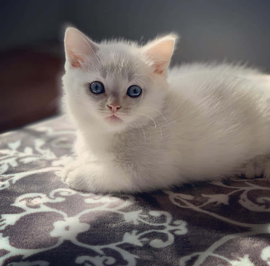 Munchkin Cat 桌布 壁紙 — 一隻毛茸茸的白色小貓，擁有引人注目的藍色眼睛，躺在圖案毯子上休息，直視鏡頭，背景柔和模糊。