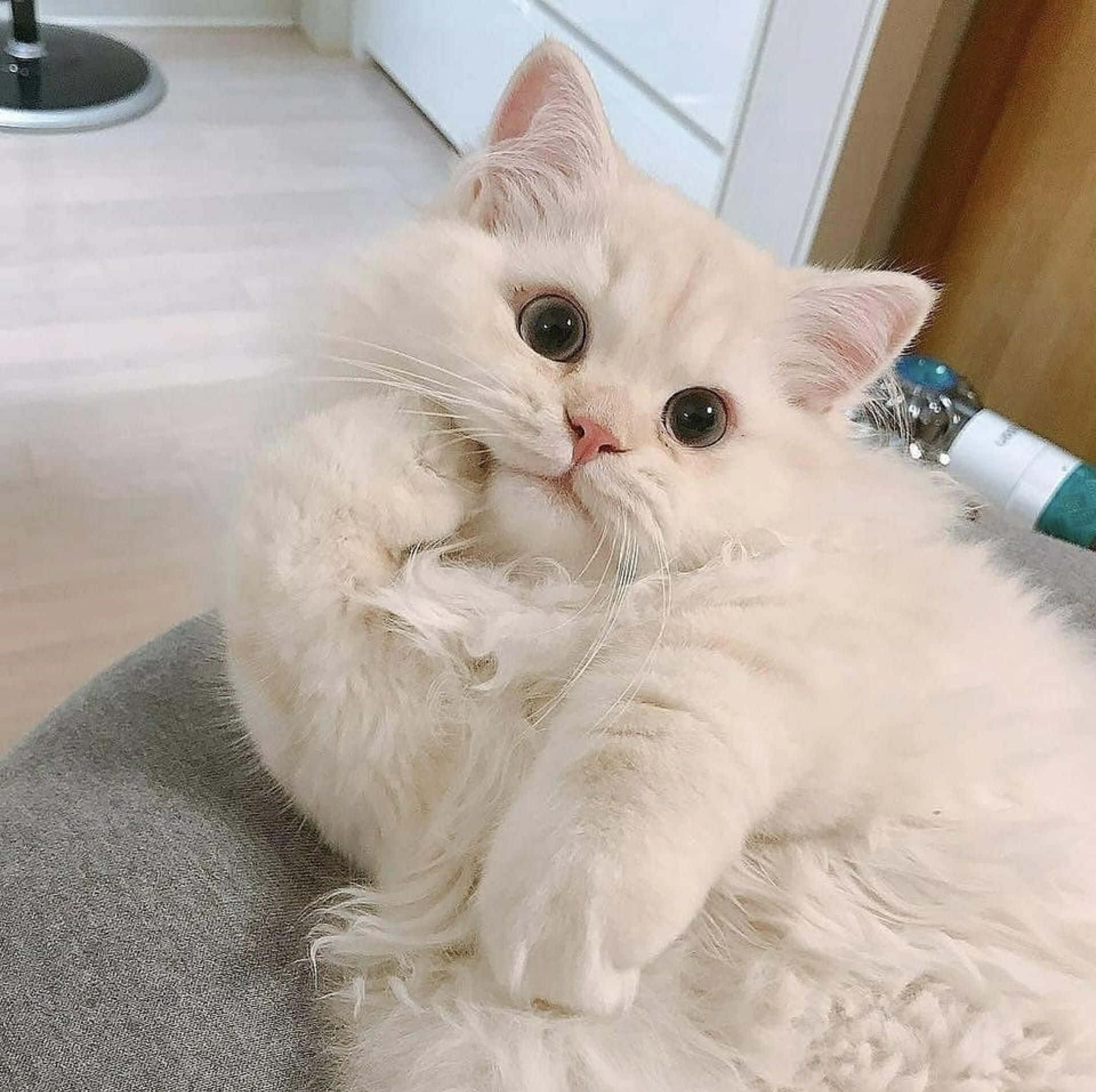 Pet Memes 桌布 壁紙 — 一隻毛茸茸的白色小貓，有著大大的深色眼睛，蜷縮在灰色坐墊上，直視鏡頭。