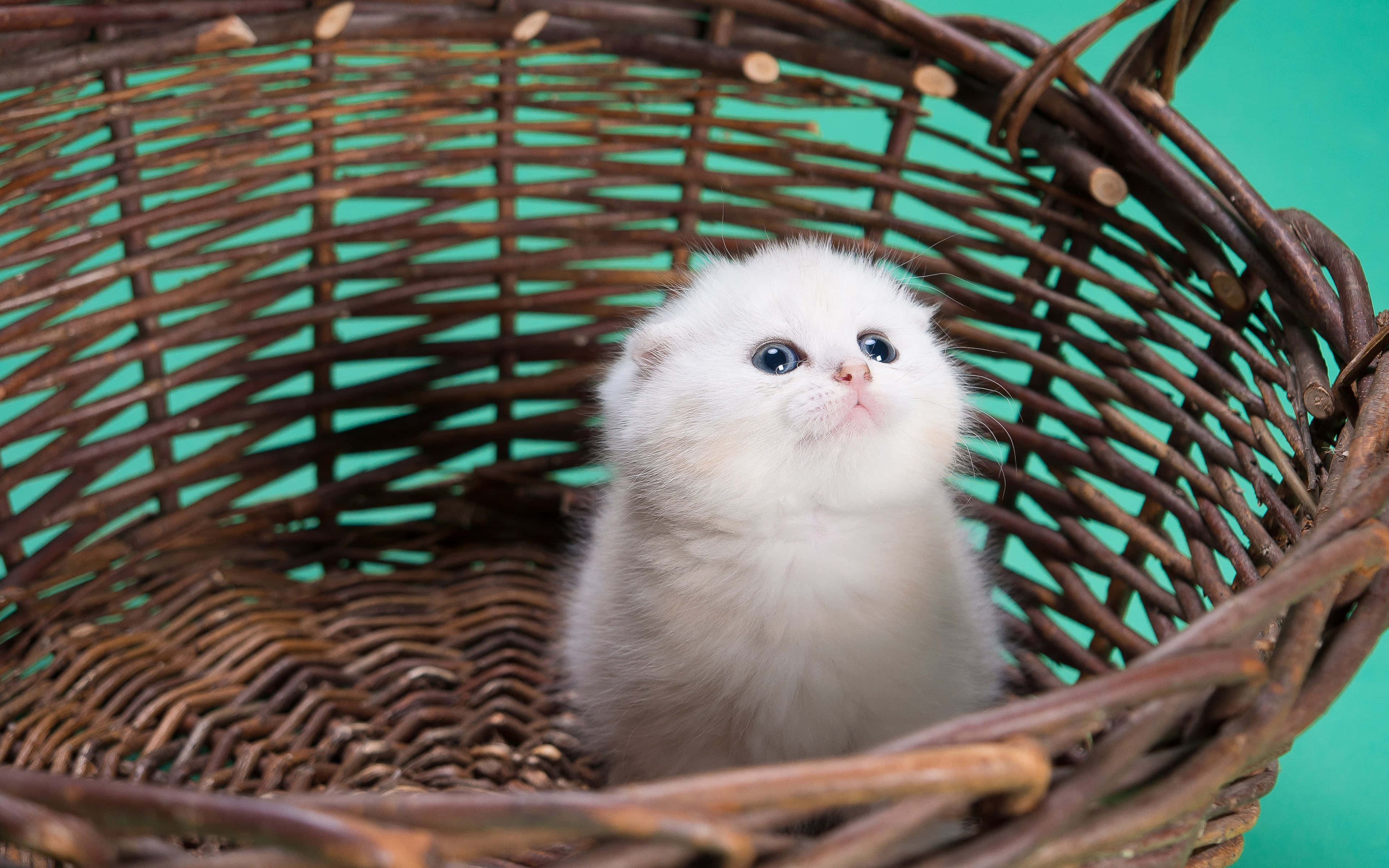 Kitten Cat 桌布 壁紙 — 一隻毛茸茸的白色小貓，有著大大的藍眼睛，可愛地坐在一個棕色柳條籃子裡，背景是青綠色。