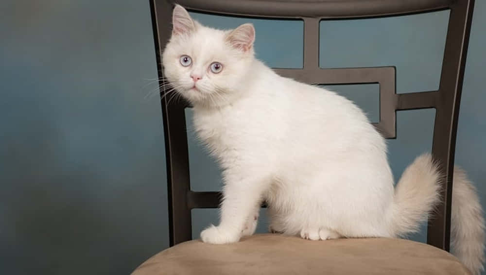 Napoleon Cat 桌布 壁紙 — 一隻毛茸茸的白色小貓，有著引人注目的藍色眼睛，坐在深色木椅上，背景是柔和的藍色牆壁。