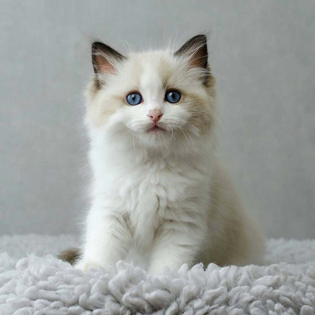 Ragdoll 桌布 壁紙 — 一隻毛茸茸的白色小貓，有著引人注目的藍色眼睛，專注地坐在柔軟有質感的地毯上，背景是純灰色。