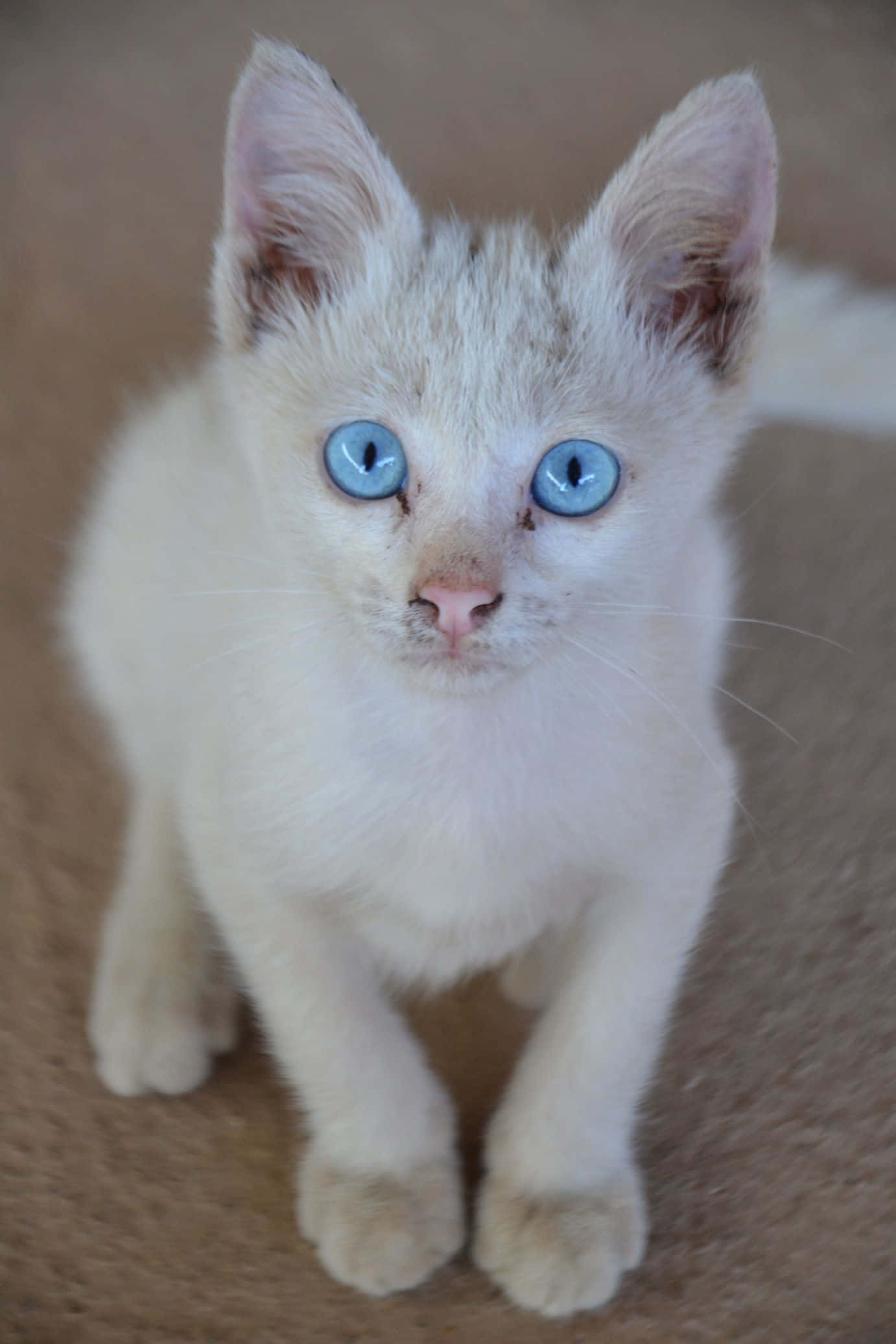 Thai Lilac Cat 桌布 壁紙 — 一隻毛茸茸的白色小貓，有著引人注目的藍色眼睛，從鋪有地毯的地板直視鏡頭。