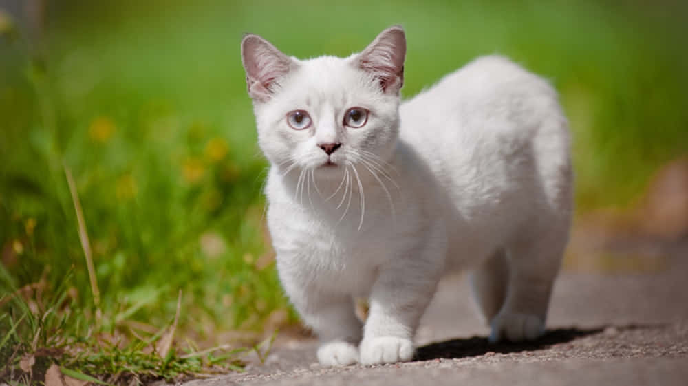 Munchkin Cat 桌布 壁紙 — 一隻毛茸茸的白色小貓，有著引人注目的藍色眼睛，好奇地走在陽光普照的小路上，穿過充滿活力的綠草。