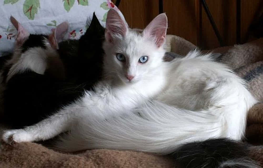 Turkish Angora 桌布 壁紙 — 一隻毛茸茸的白色小貓，有著引人注目的藍眼睛，躺在一張舒適的毯子上，旁邊是一隻黑貓。
