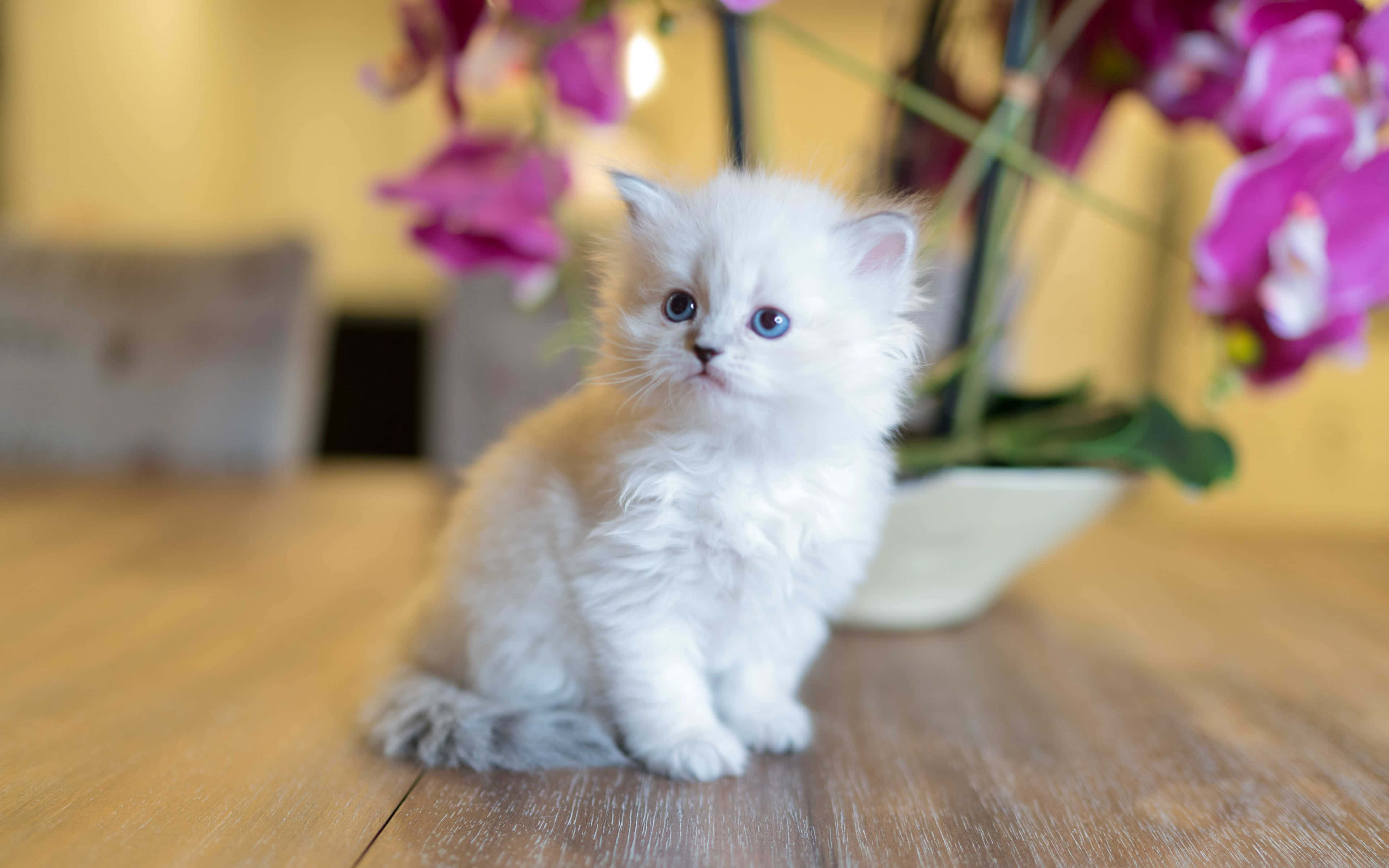 Kitten Cat 桌布 壁紙 — 一隻毛茸茸的白色小貓，有著引人注目的藍色眼睛，專注地坐在木桌上，旁邊是鮮豔的粉紅色蘭花。