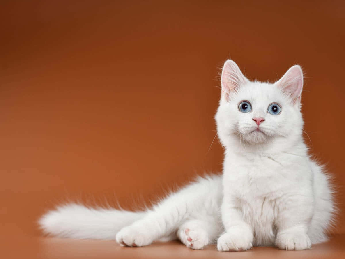 Munchkin Cat 桌布 壁紙 — 一隻毛茸茸的白色小貓，有著引人注目的藍色眼睛，警覺地坐在溫暖的陶土背景前。
