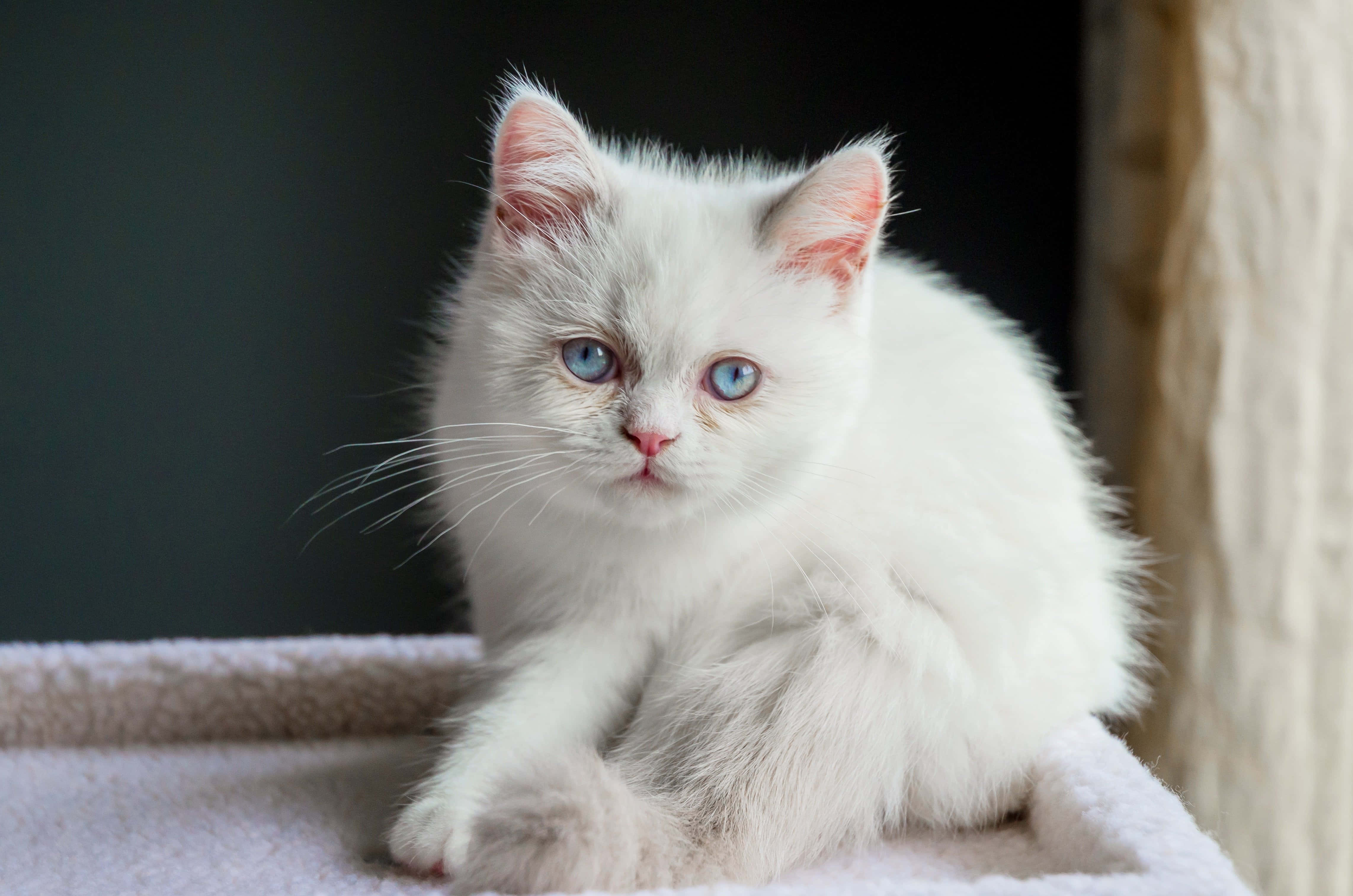 Napoleon Cat 桌布 壁紙 — 一隻毛茸茸的白色小貓，有著引人注目的藍色眼睛，靜靜地坐在深色背景前的柔軟棲木上。