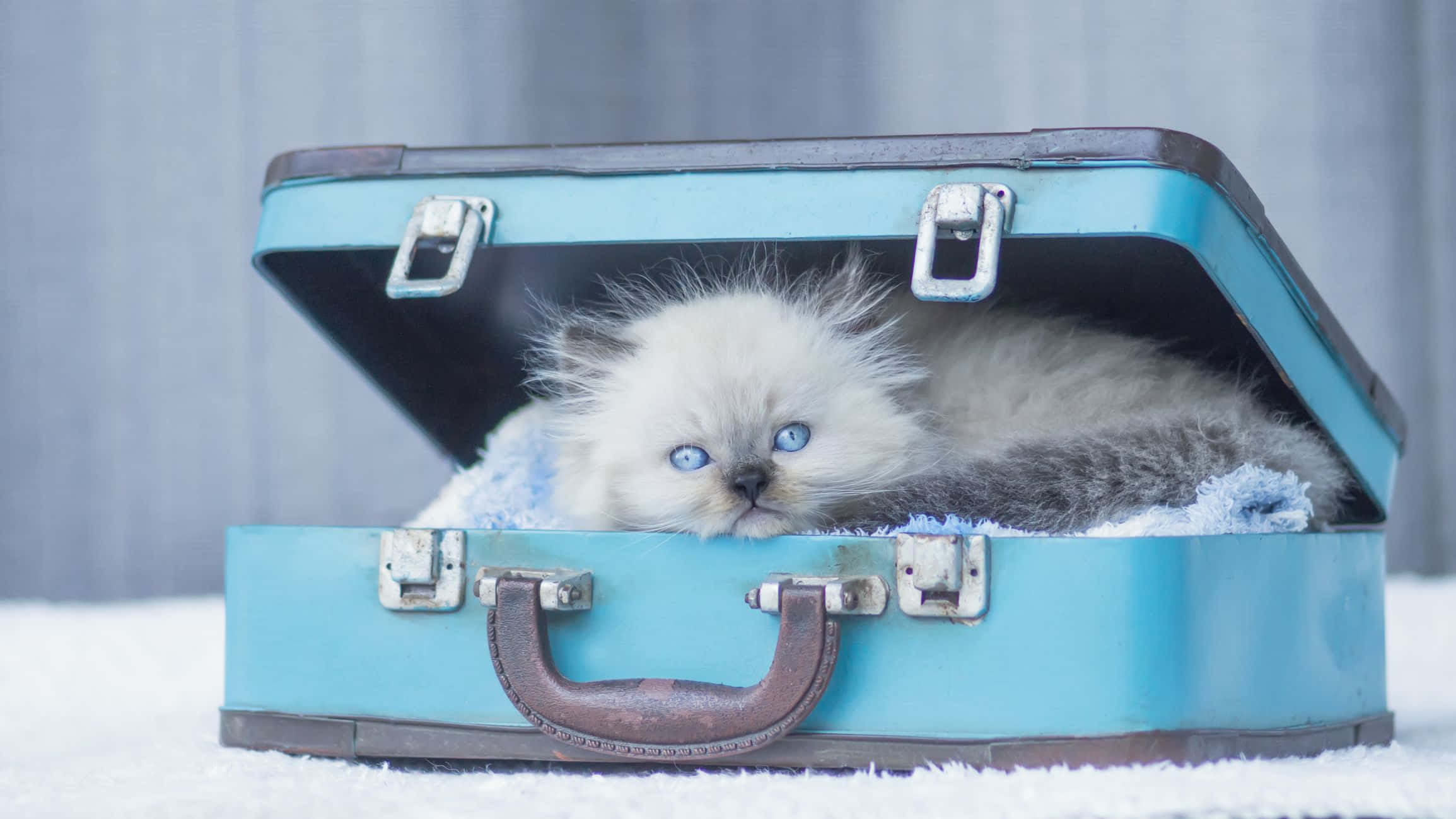 cute kitty 桌布 壁紙 — 一隻毛茸茸的白色小貓，有著明亮的藍色眼睛，從一個復古的藍綠色手提箱中探出頭來，箱子內襯柔軟的藍色布料。
