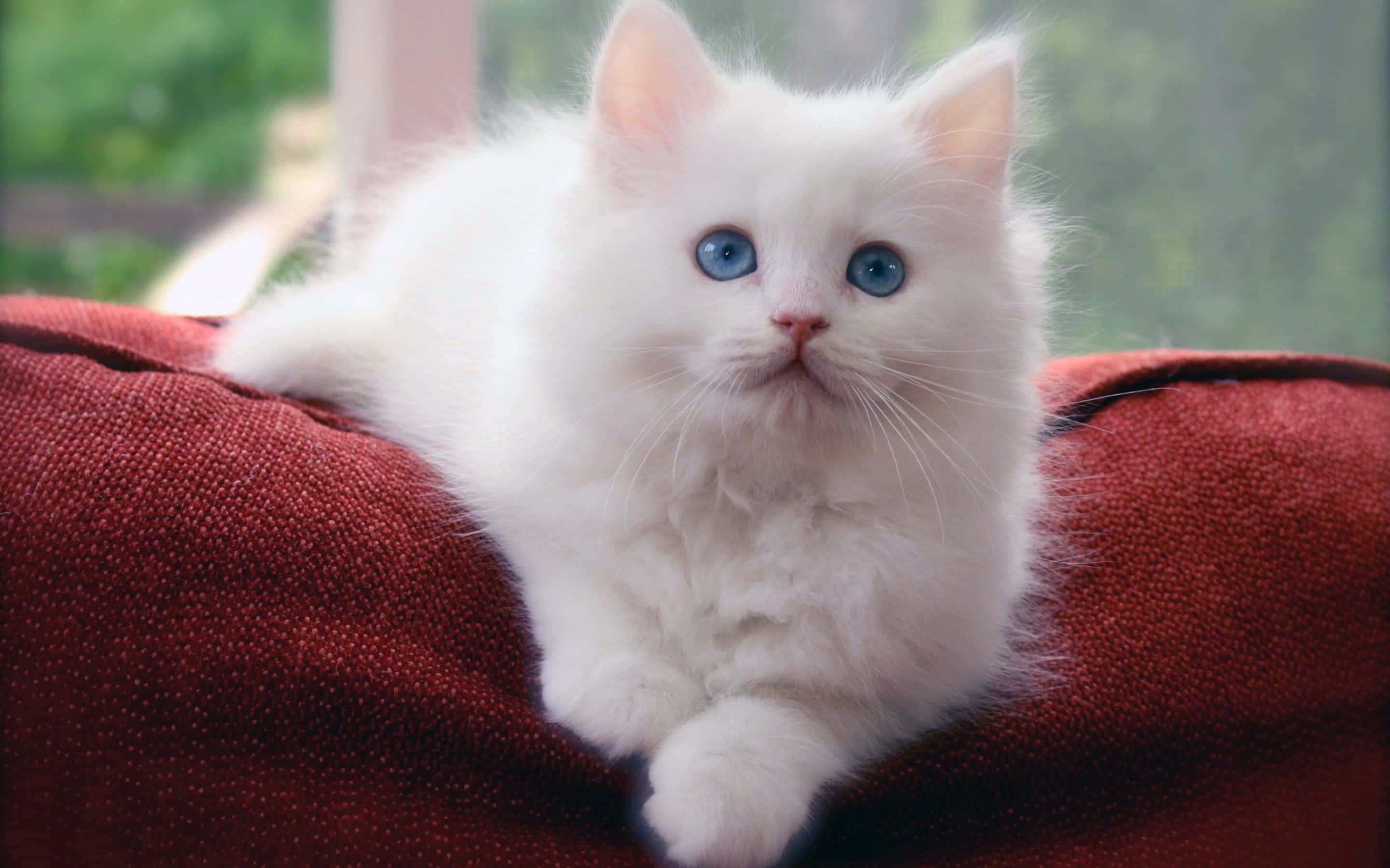 Kitten Cat 桌布 壁紙 — 一隻毛茸茸的白色小貓，有著明亮的藍色眼睛，在窗邊一個有紋理的紅色墊子上休息。