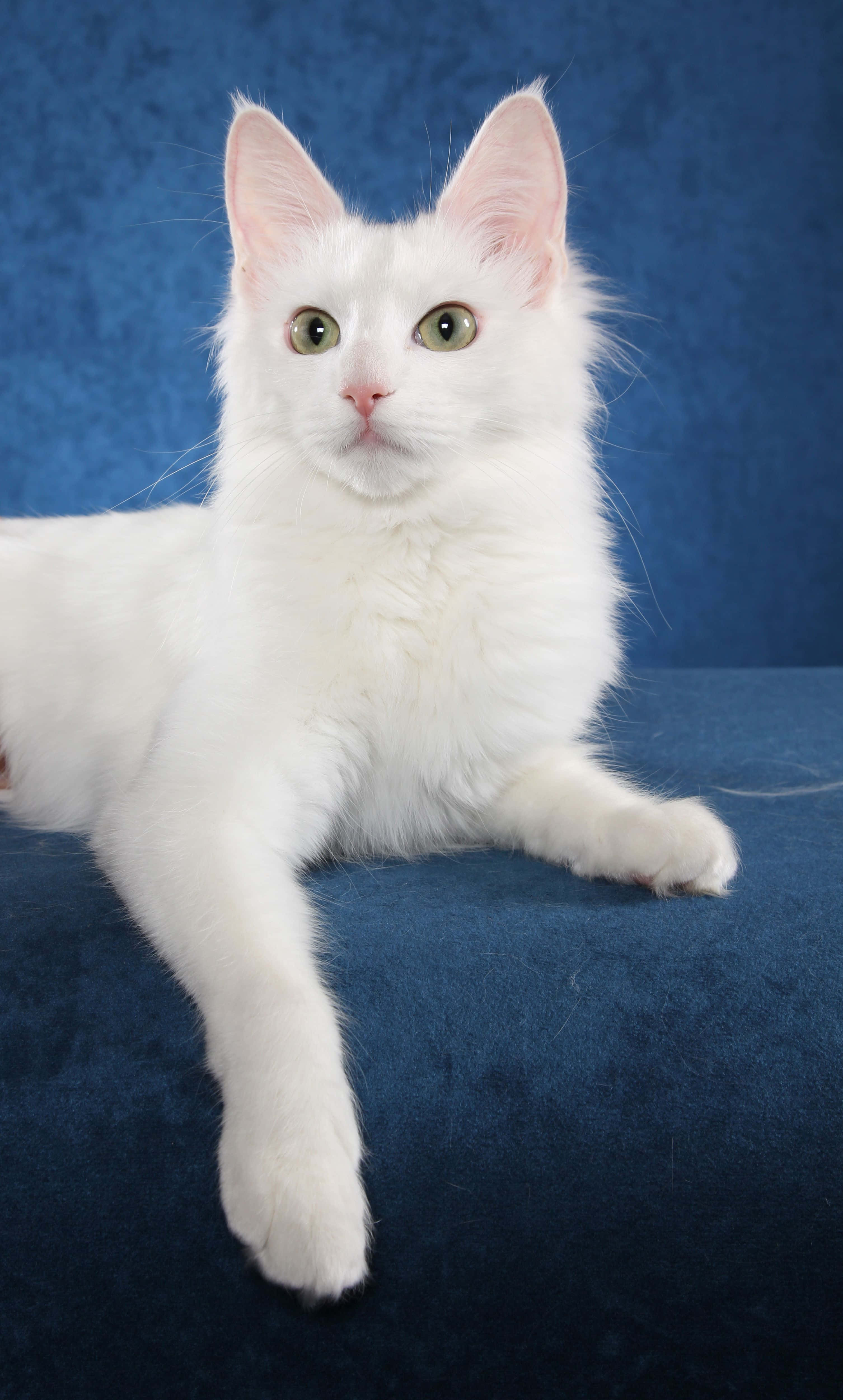 Turkish Angora 桌布 壁紙 — 一隻毛茸茸的白色小貓，有著綠色眼睛，躺在深藍色天鵝絨表面上，背景是相配的藍色紋理背景。
