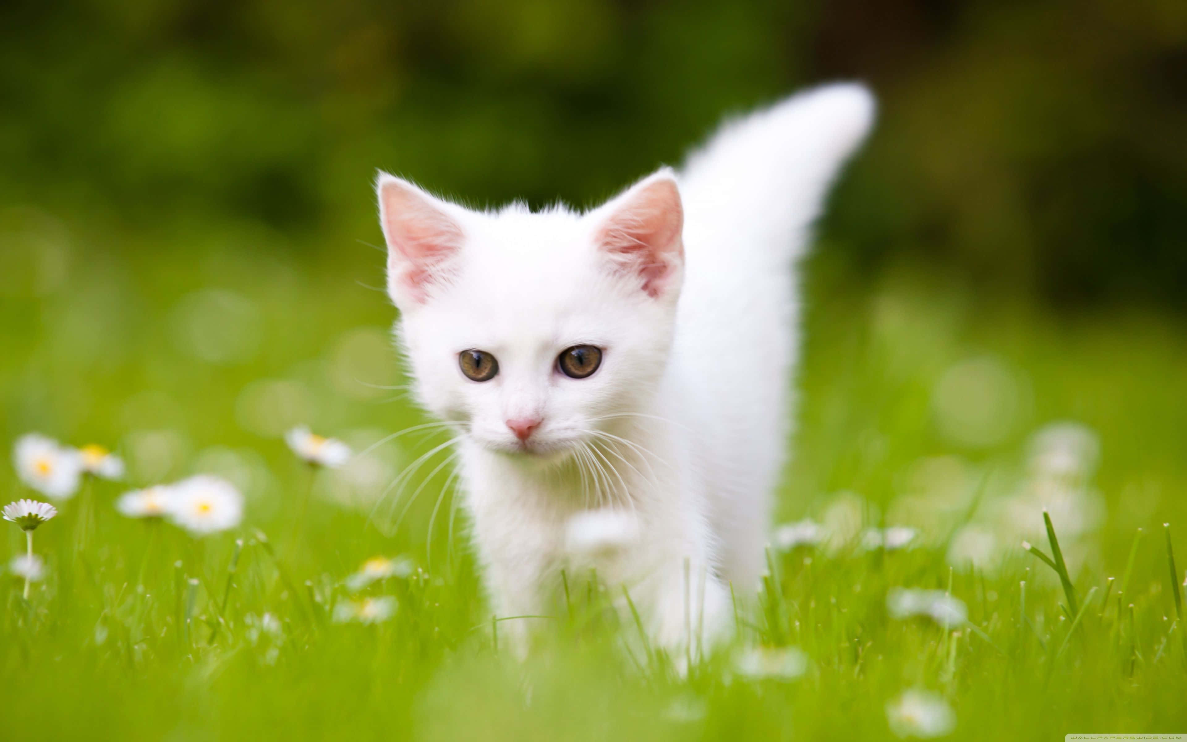 kitty cat 桌布 壁紙 — 一隻毛茸茸的白色小貓，琥珀色的眼睛，小心翼翼地穿過點綴著雛菊的鮮綠色草地。