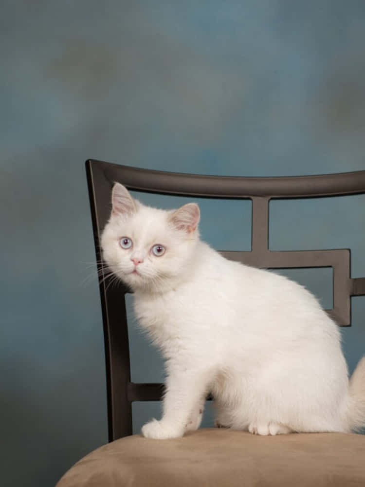 Napoleon Cat 桌布 壁紙 — 一隻毛茸茸的白色小貓，睜著大大的藍色眼睛，警覺地坐在深色木椅上，背景是柔和的藍色攝影棚。