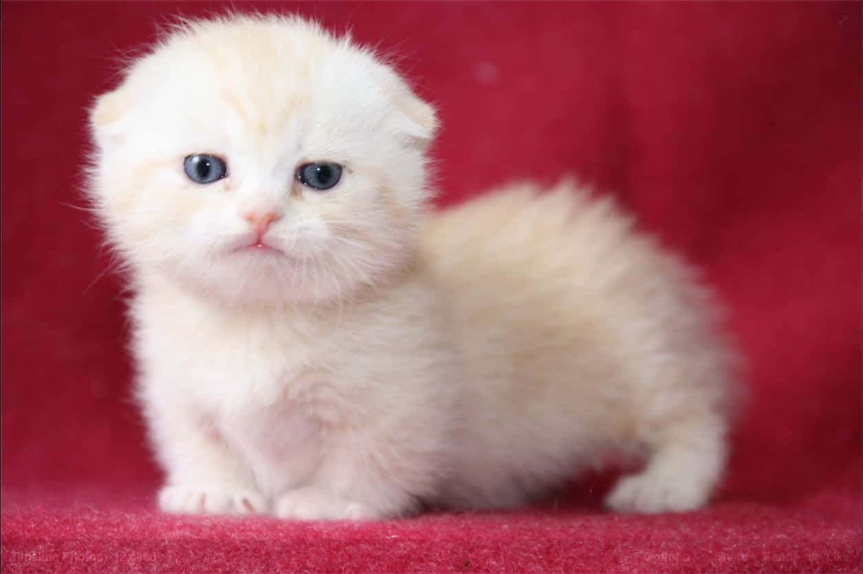 Munchkin Cat 桌布 壁紙 — 一隻毛茸茸的白色小貓，藍色眼睛，可愛地坐在鮮紅色紋理表面上。
