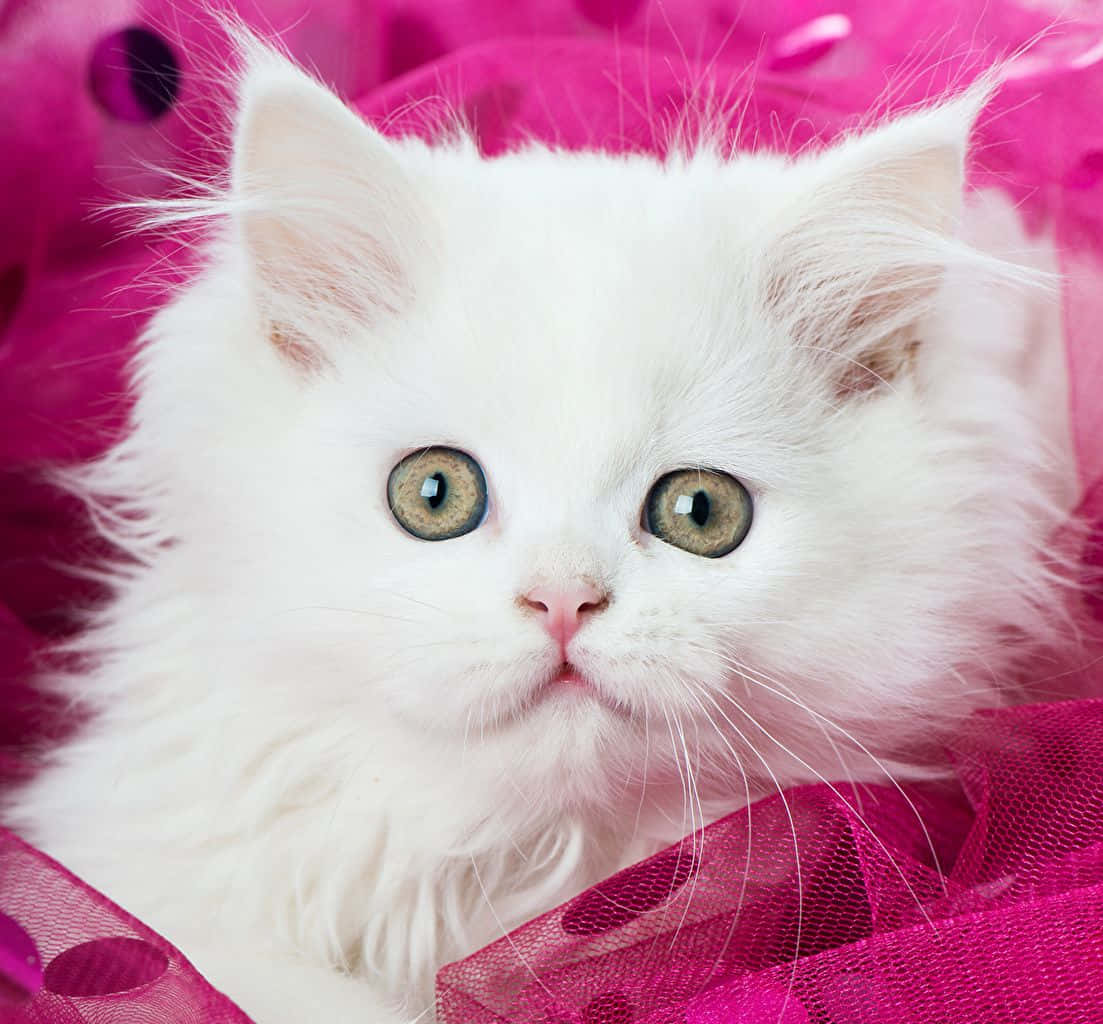 kitty cat 桌布 壁紙 — 一隻毛茸茸的白色小貓咪，有著大大的綠色眼睛，躺在鮮豔的粉紅色薄紗布料上。