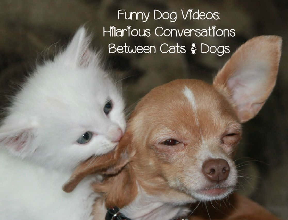 Funny Cat And Dog 桌布 壁紙 — 一隻毛茸茸的白色小貓咪，用鼻子蹭著一隻閉著眼睛、睡眼惺忪的棕色吉娃娃，在室內溫馨的時刻。