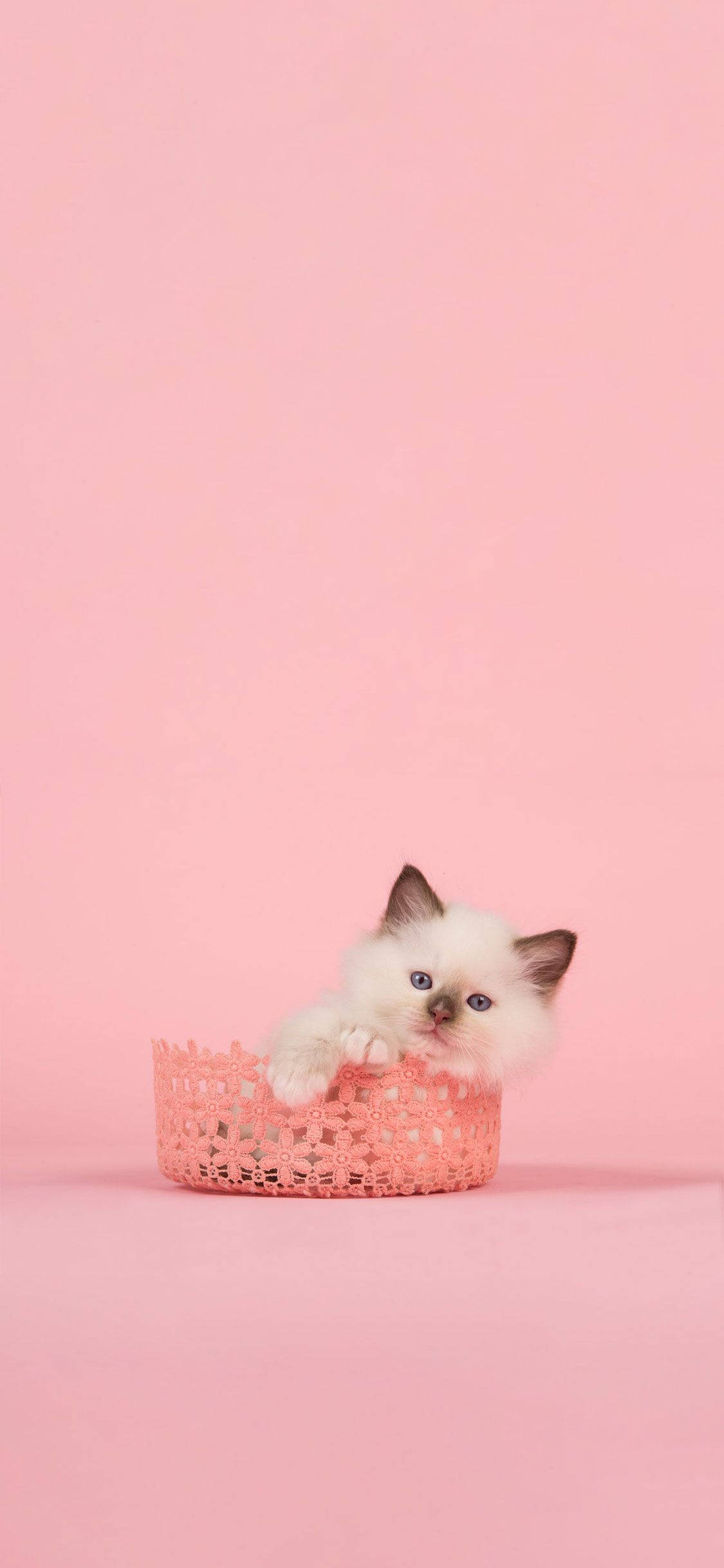 Pink Cat 桌布 壁紙 — 一隻毛茸茸的白色小貓咪，藍色眼睛，在粉紅色蕾絲籃子裡好奇地探頭，背景是柔和的粉紅色。