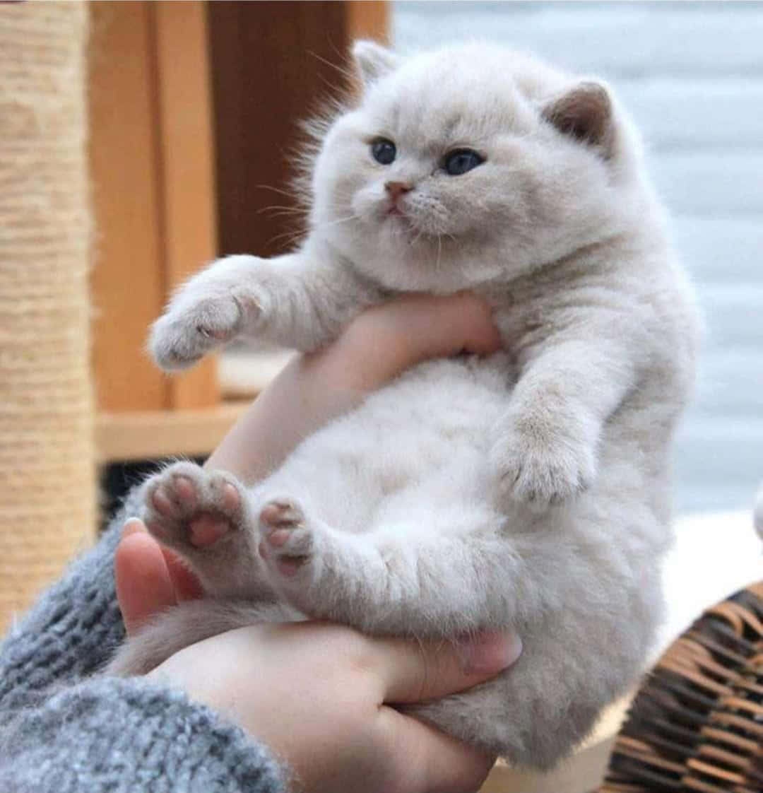 cute kitty 桌布 壁紙 — 一隻毛茸茸的白色小貓咪，藍色眼睛，被人溫柔地捧在手中，好奇地抬頭仰望。