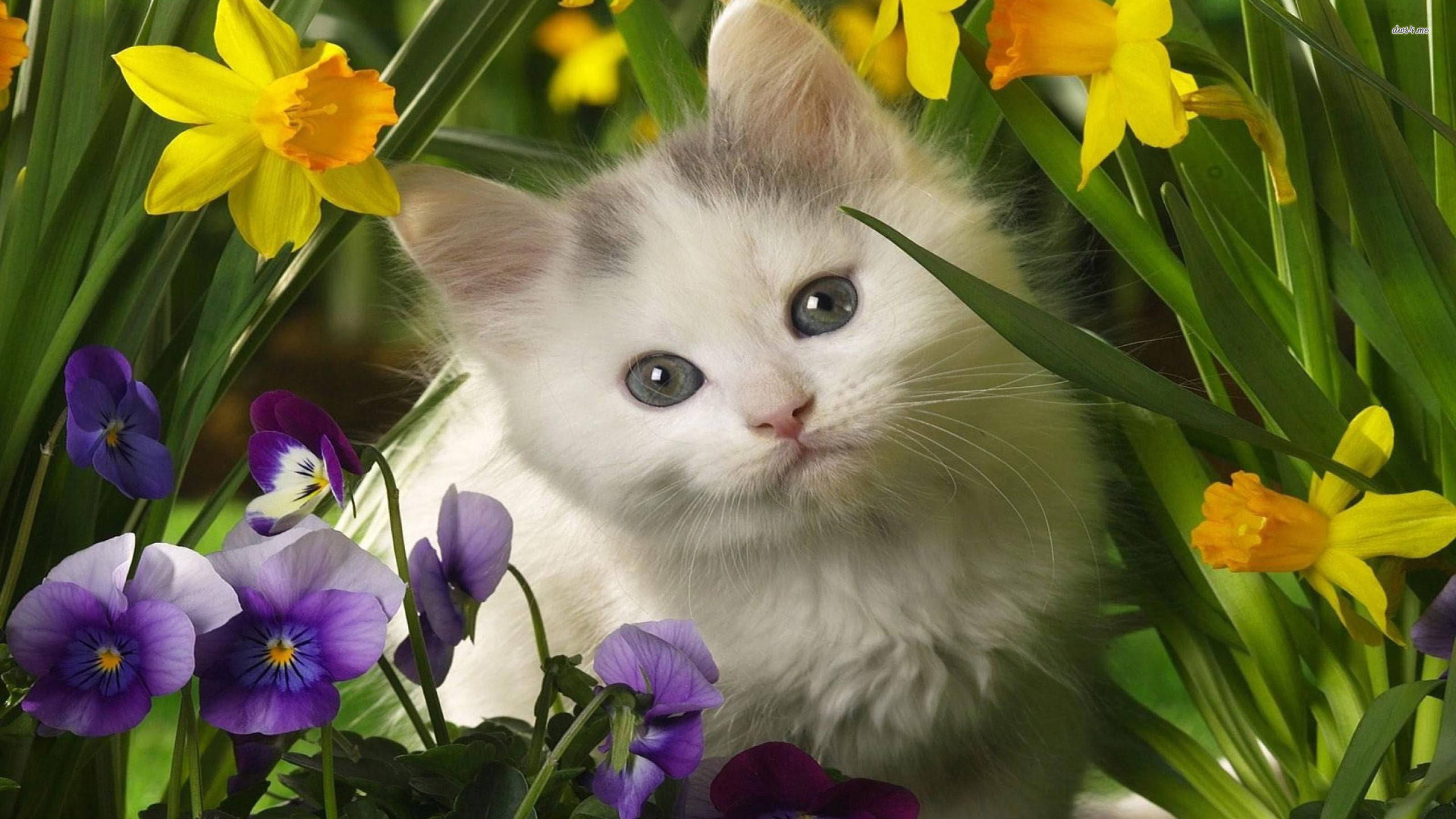 Cute Spring 桌布 壁紙 — 一隻毛茸茸的白色小貓咪，藍色眼睛，好奇地從鮮黃色水仙花和紫色三色堇後面探出頭來。
