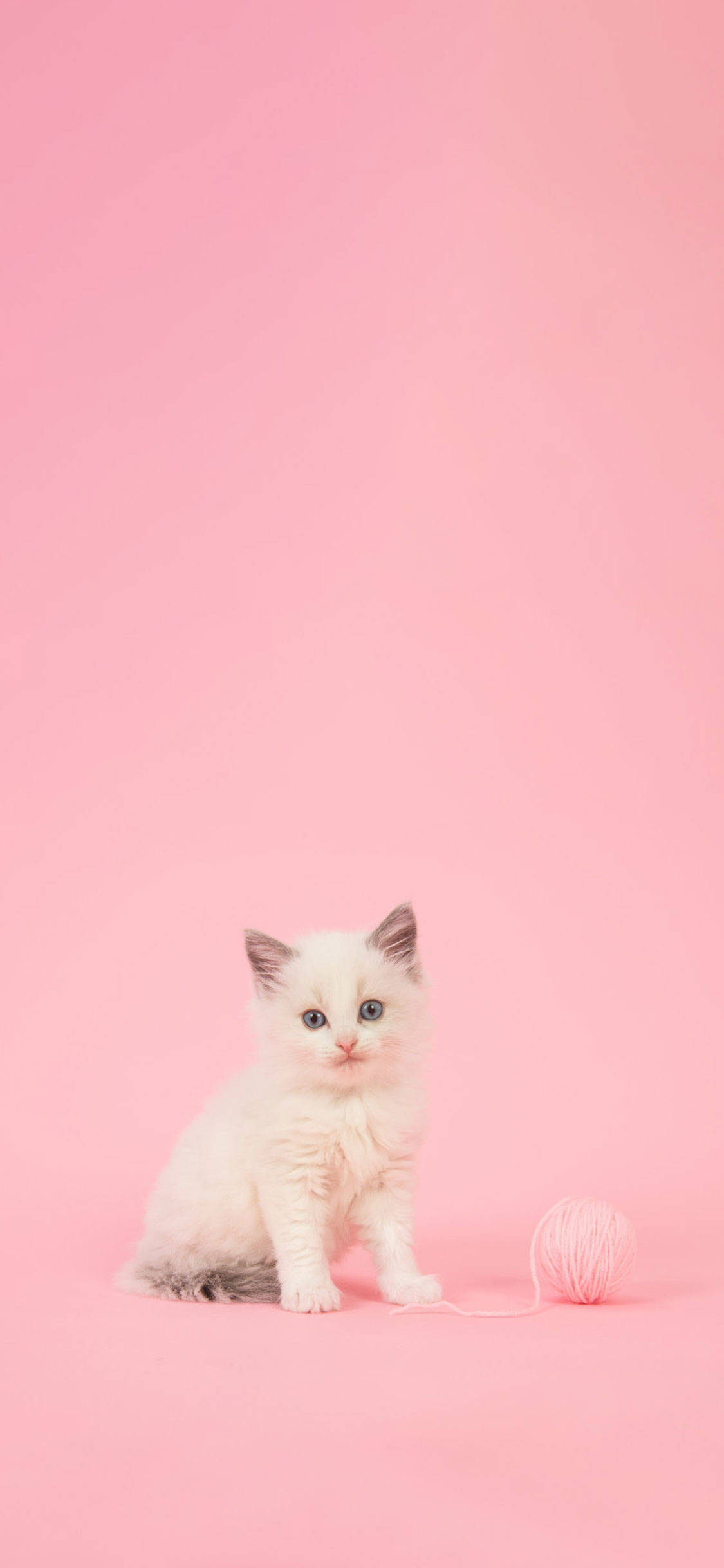 cute girly phone 桌布 壁紙 — 一隻毛茸茸的白色小貓咪，藍色眼睛，坐在一個粉紅色毛線球旁邊，背景是純粉紅色。