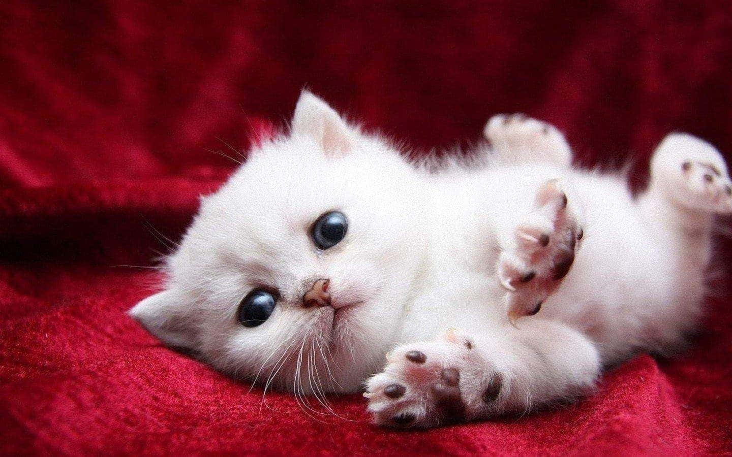 kitty cat 桌布 壁紙 — 一隻毛茸茸的白色小貓咪仰臥在柔軟的紅色毯子上，爪子向上，睜著大大的好奇眼睛。