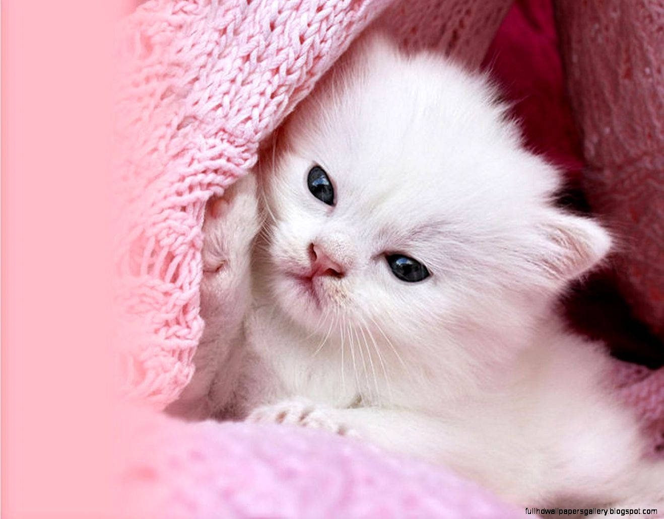 Pink Cat 桌布 壁紙 — 一隻毛茸茸的白色小貓咪從柔軟的粉紅色針織毯子下探出頭來，睜著大大的好奇眼睛。