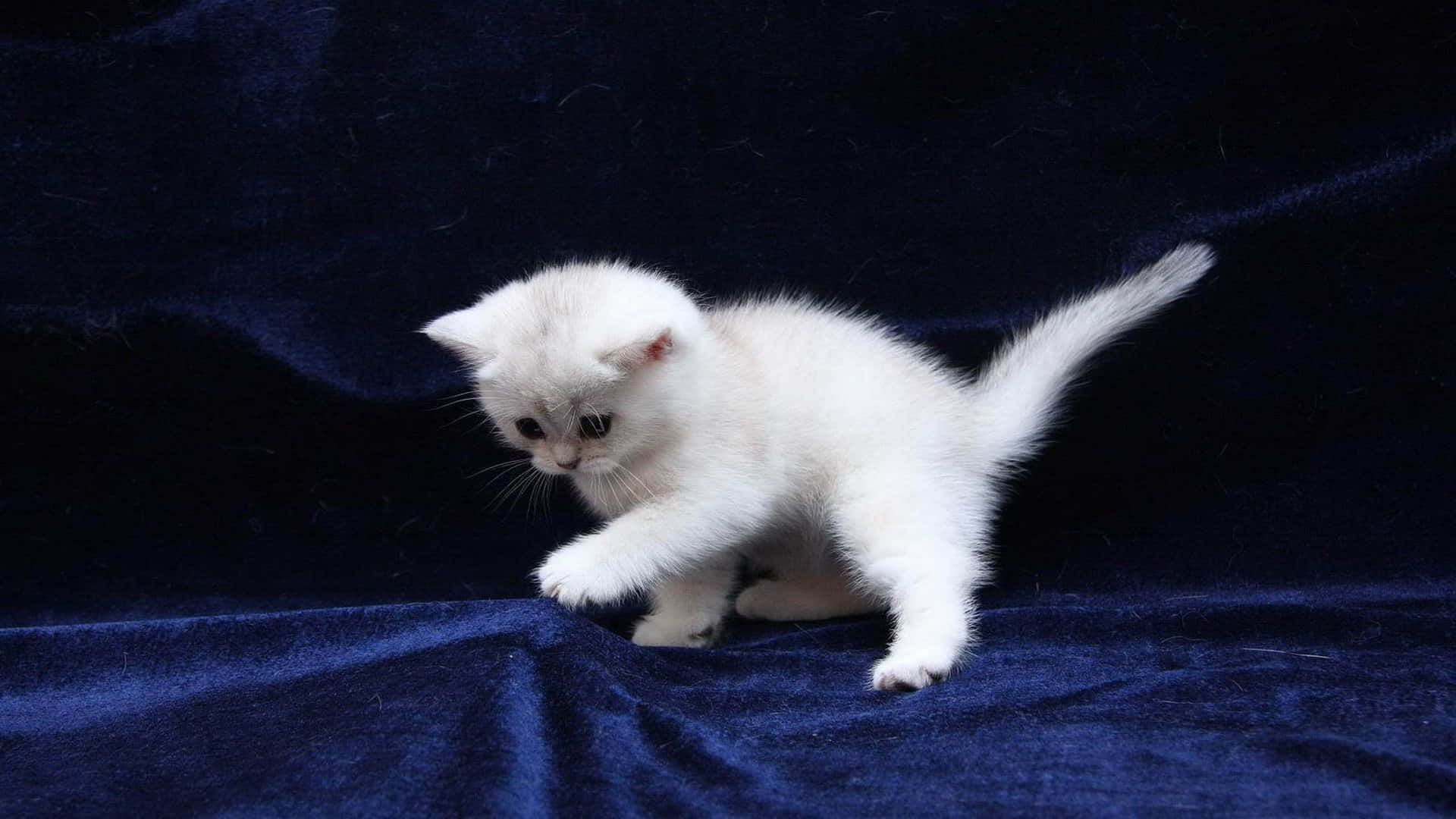 Beautiful Cats 桌布 壁紙 — 一隻毛茸茸的白色小貓用好奇的眼睛頑皮地撥弄深藍色天鵝絨表面。
