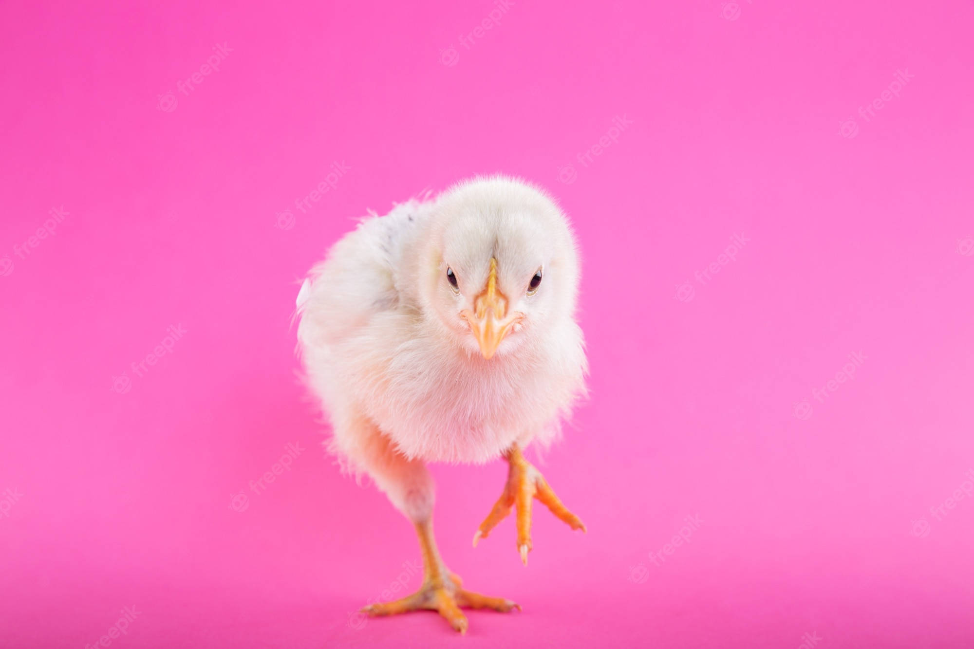 Egg 桌布 壁紙 — 一隻毛茸茸的白色小雞自信地站在充滿活力的粉紅色背景上，用小小的橙色腳丫直視鏡頭。