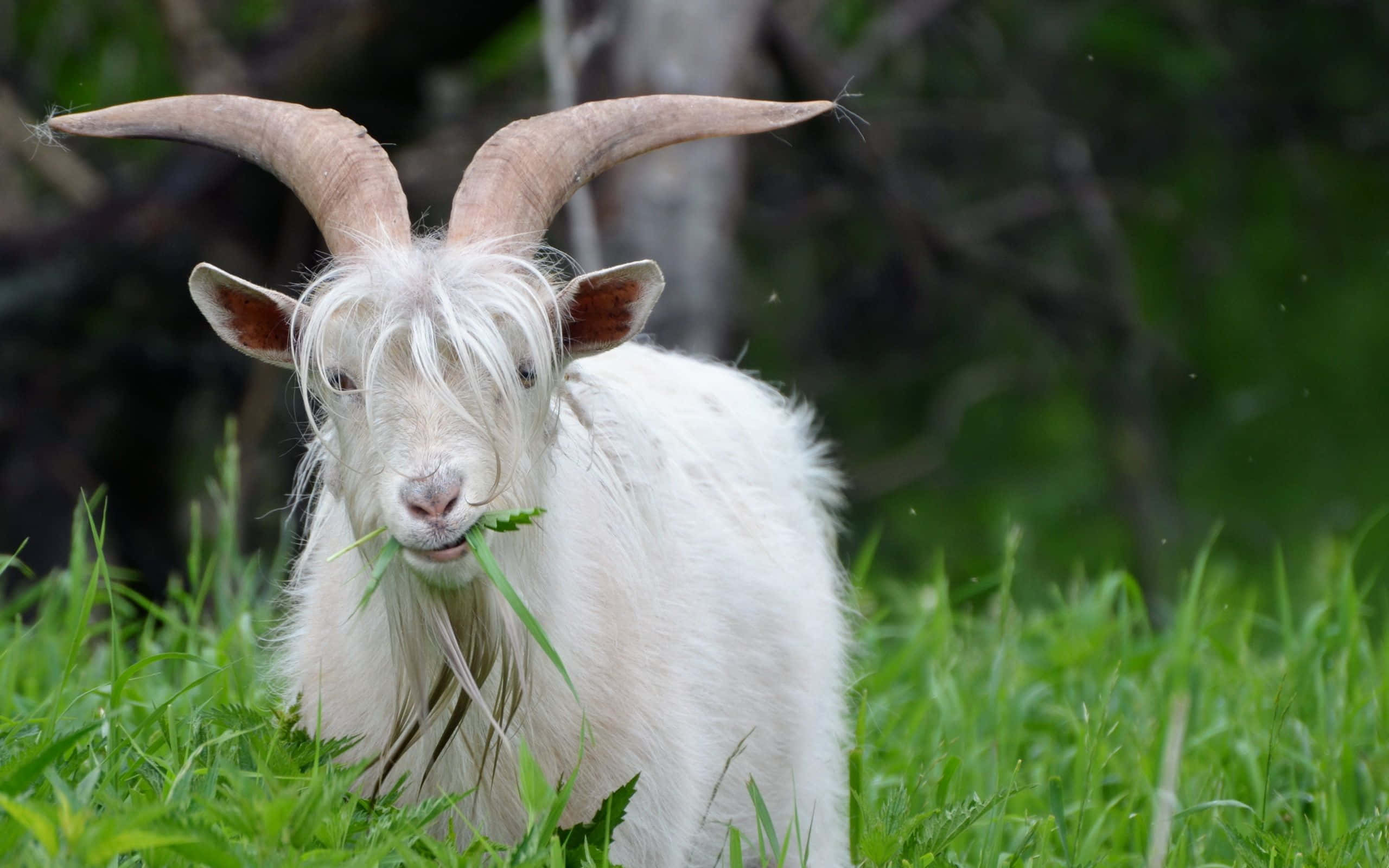 Goat 桌布 壁紙 — 一隻毛茸茸的白色山羊，長著彎曲的角，在充滿活力的綠色田野裡吃草，背景有模糊的樹木。