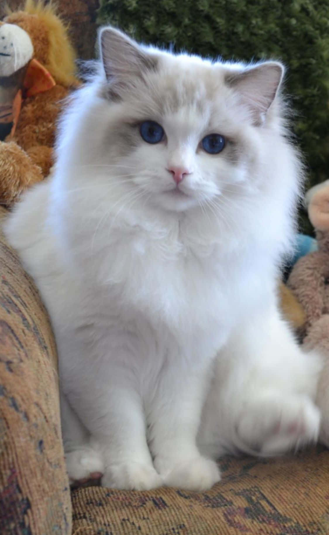 Ragdoll 桌布 壁紙 — 一隻毛茸茸的白色布偶貓，擁有引人注目的藍色眼睛，威嚴地坐在一張有圖案的沙發上，周圍環繞著毛絨玩具。