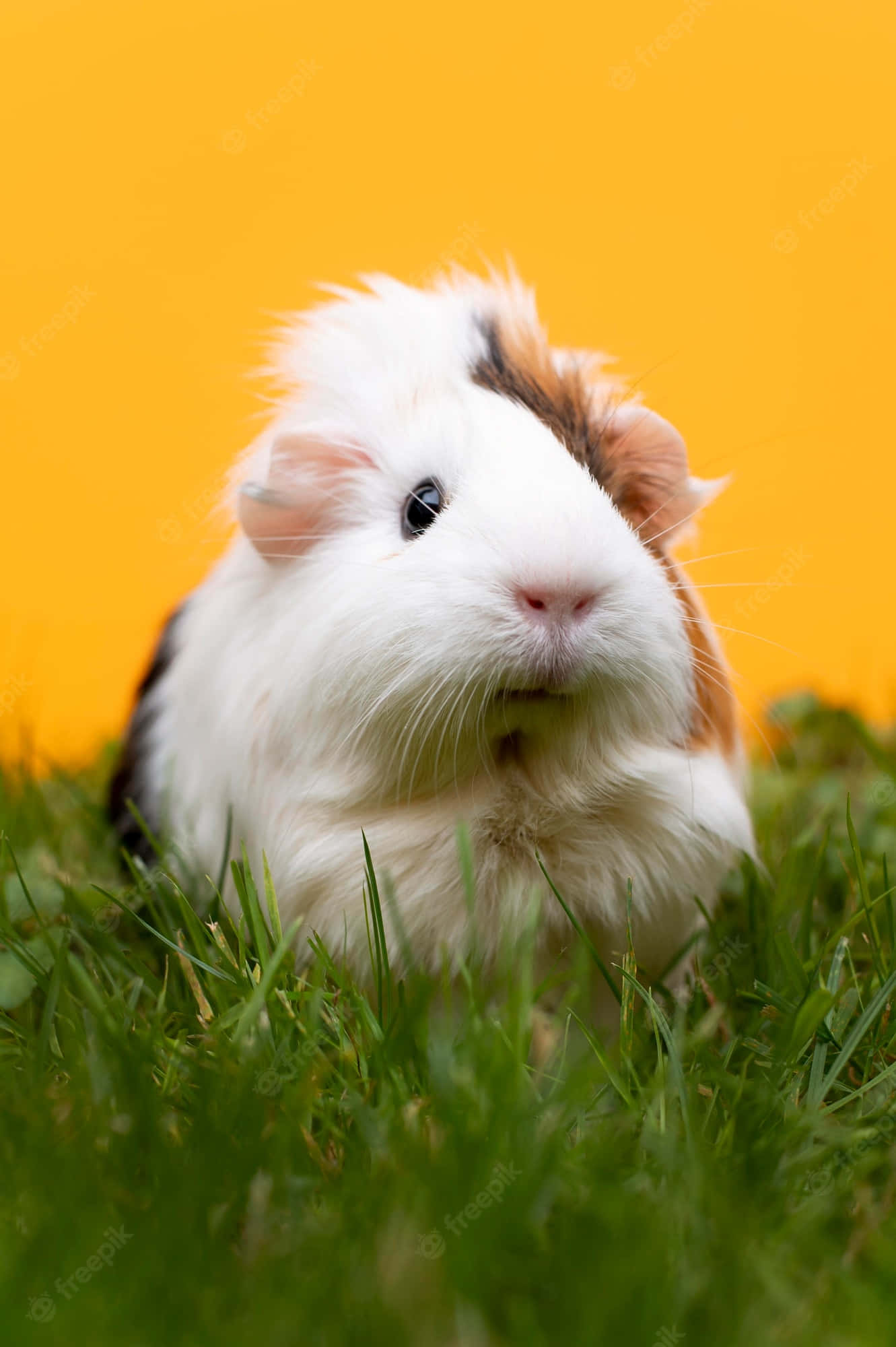 guinea pig 桌布 壁紙 — 一隻毛茸茸的白色棕色天竺鼠，深色眼睛，警覺地坐在鮮綠色草地上，背景為純亮黃色。
