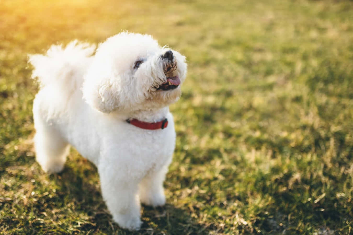 Bichon Frise 桌布 壁紙 — 一隻毛茸茸的白色比熊犬，戴著紅色項圈，站在草地上，伸出舌頭，沐浴在溫暖的金色陽光下。